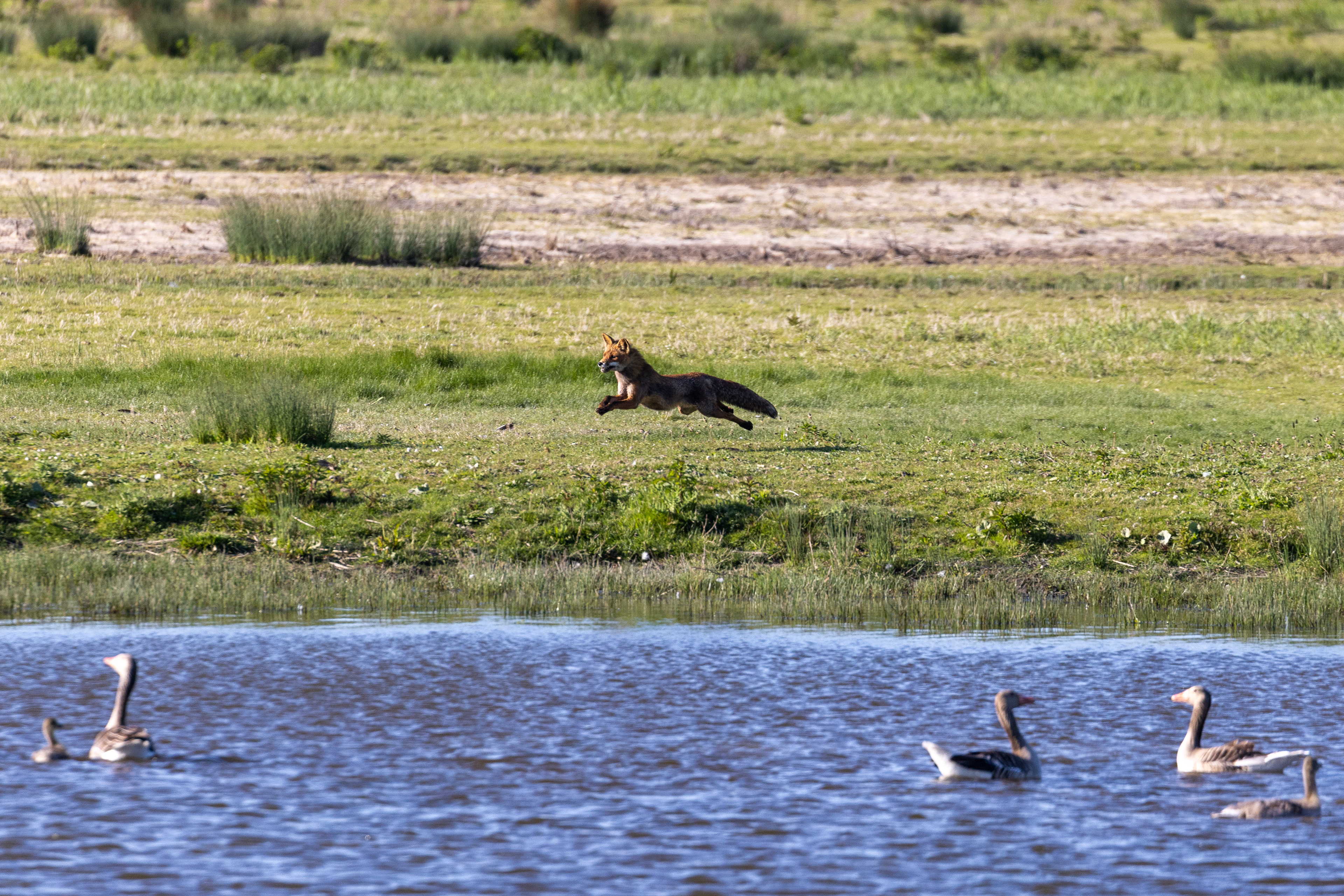 Hunting Fox - Lepelaarsplassen, Almere