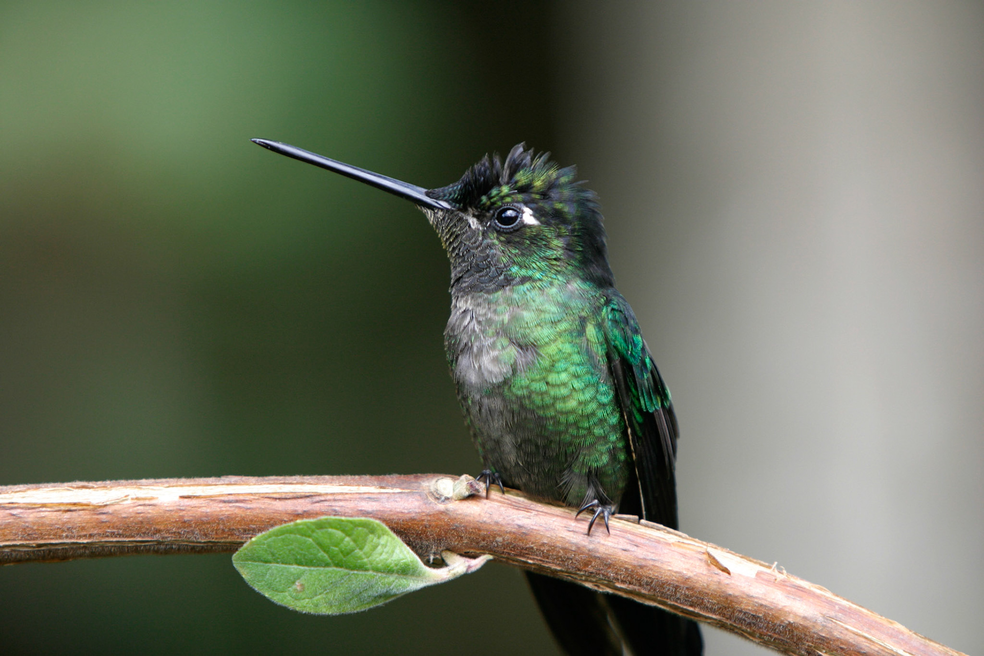 Hummingbird - Costa Rica