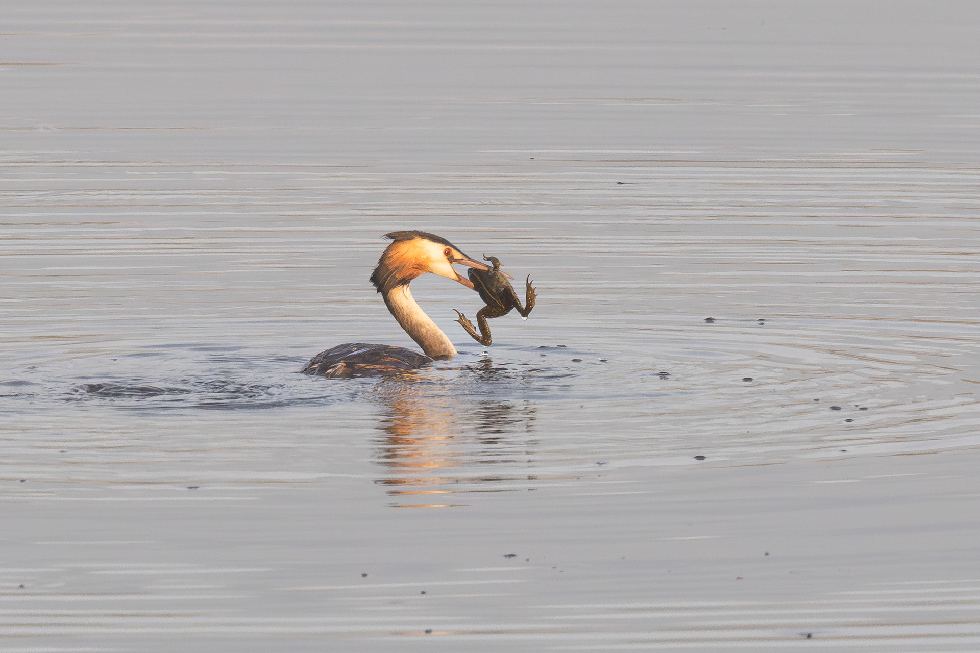 Great crested grebe with catch, Lepelaarplassen - Almere (2025)