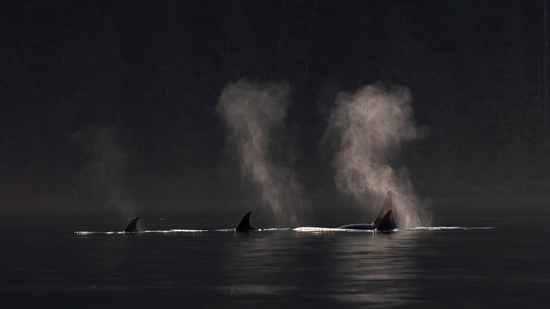 Orcas in magic light