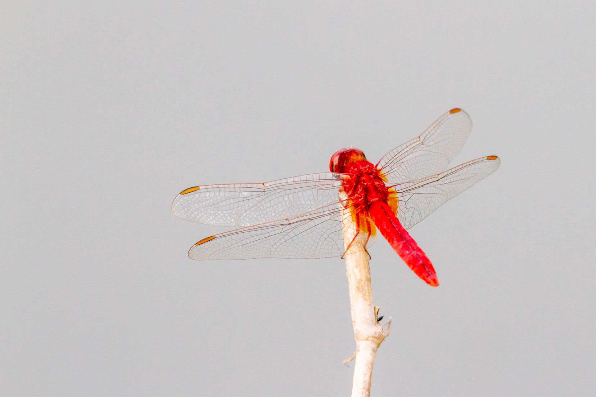 Red dragonfly, Khao Yai - Thailand