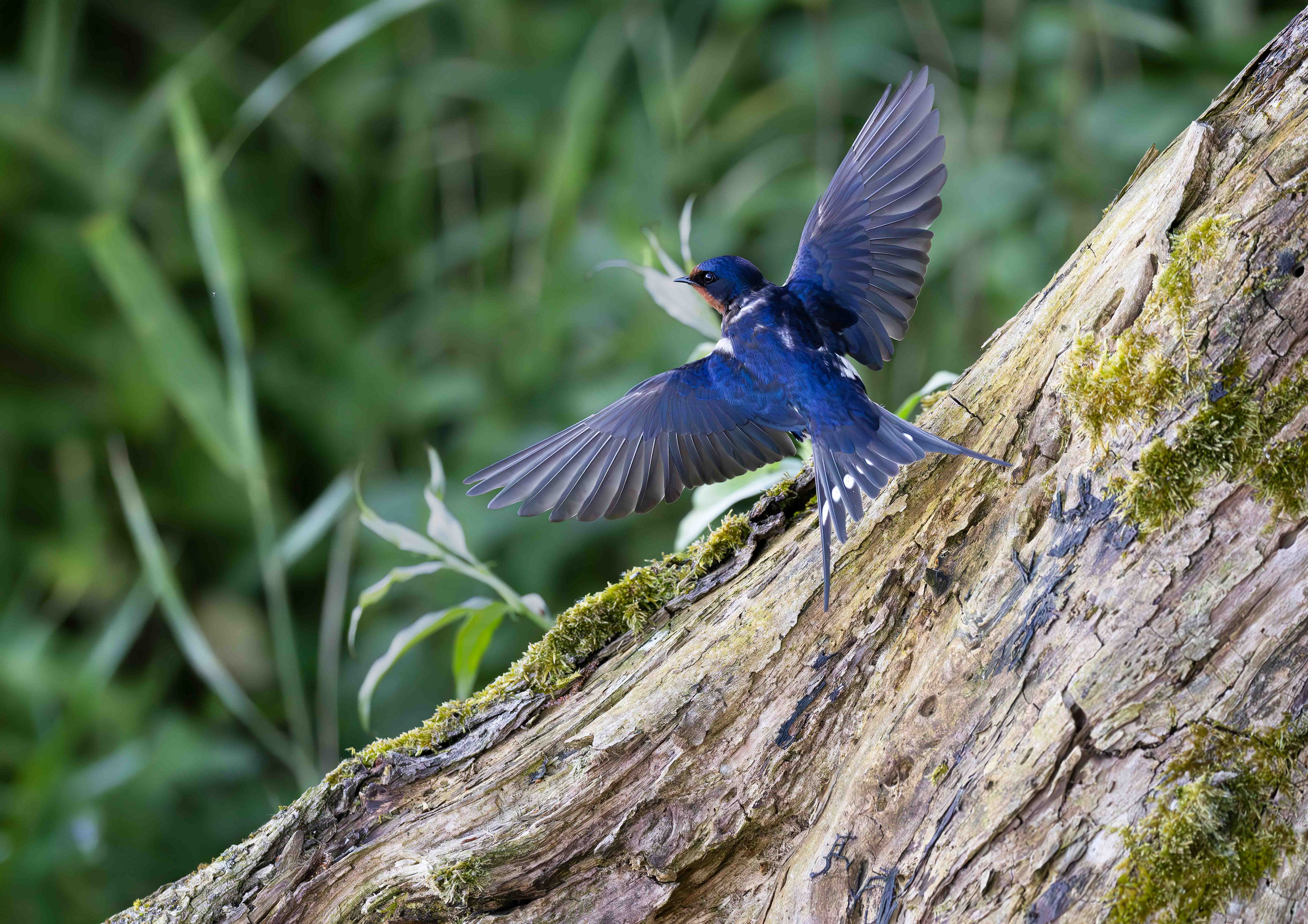 Barn swallows chick, Oostvaardersplassen - Lelystad (2026)