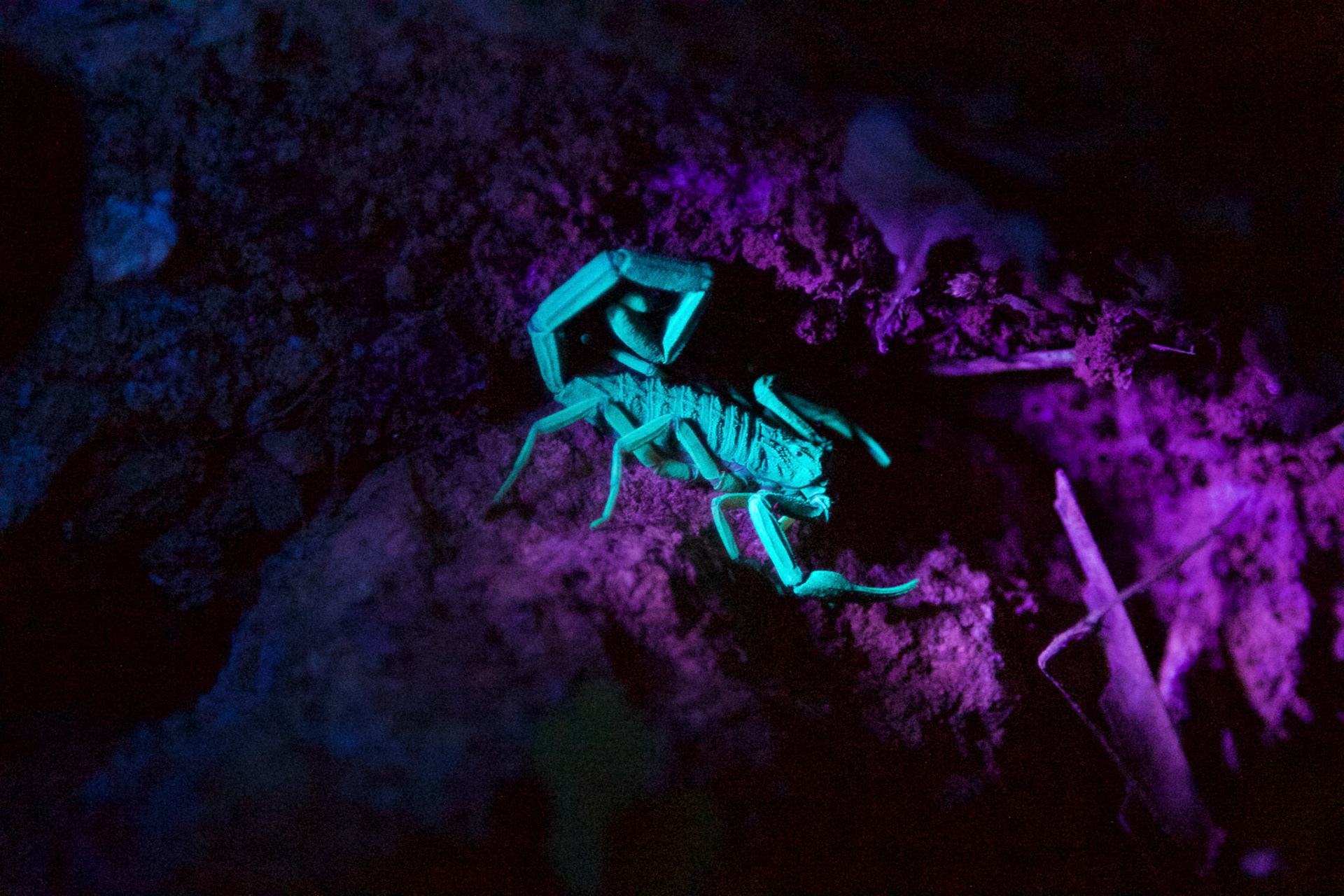 Scorpion at night - Costa Rica