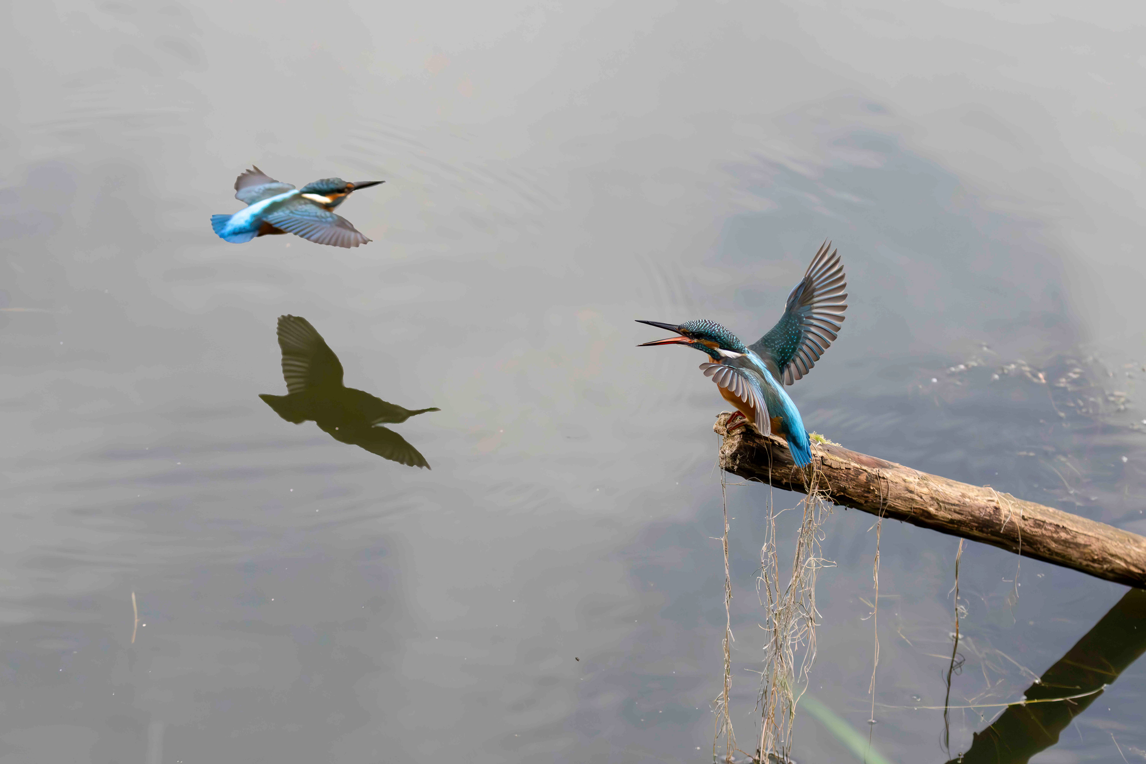 Kingfisher fly-by, Lepelaarplassen - Almere (2024)