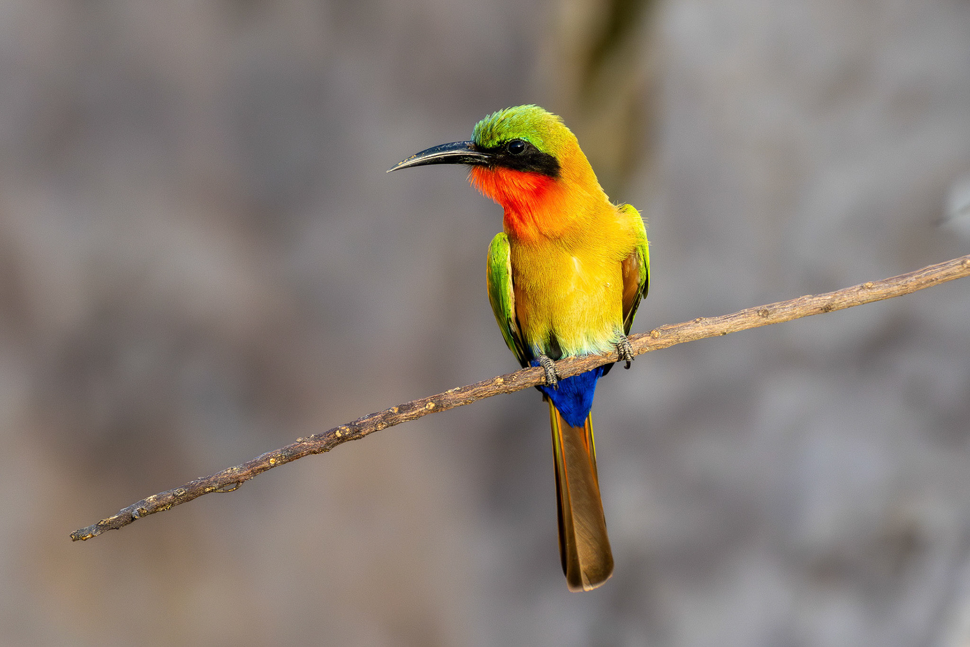 Red-throated Bee-eater in full color