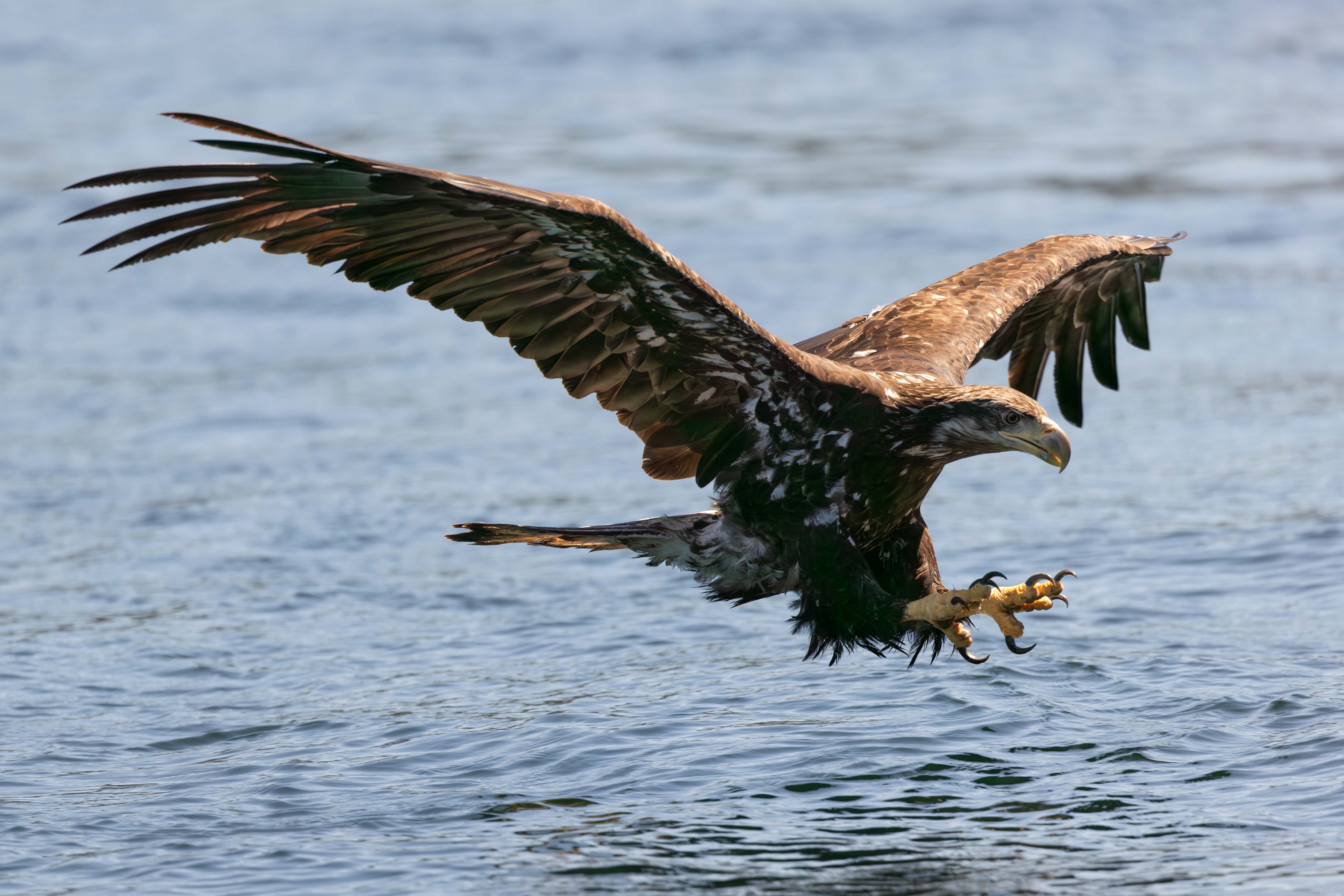 Juvenile bold eagle in full attach