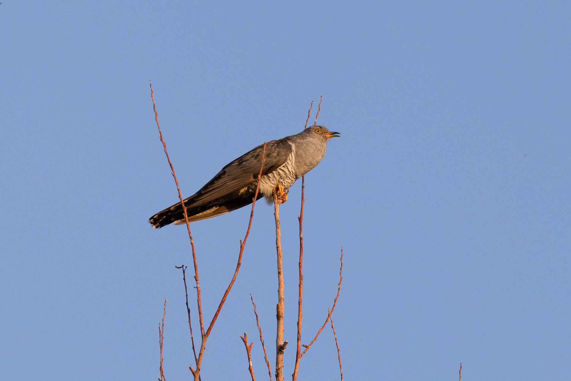 Cuckoo bird in late sun, Lepelaarplassen - Almere