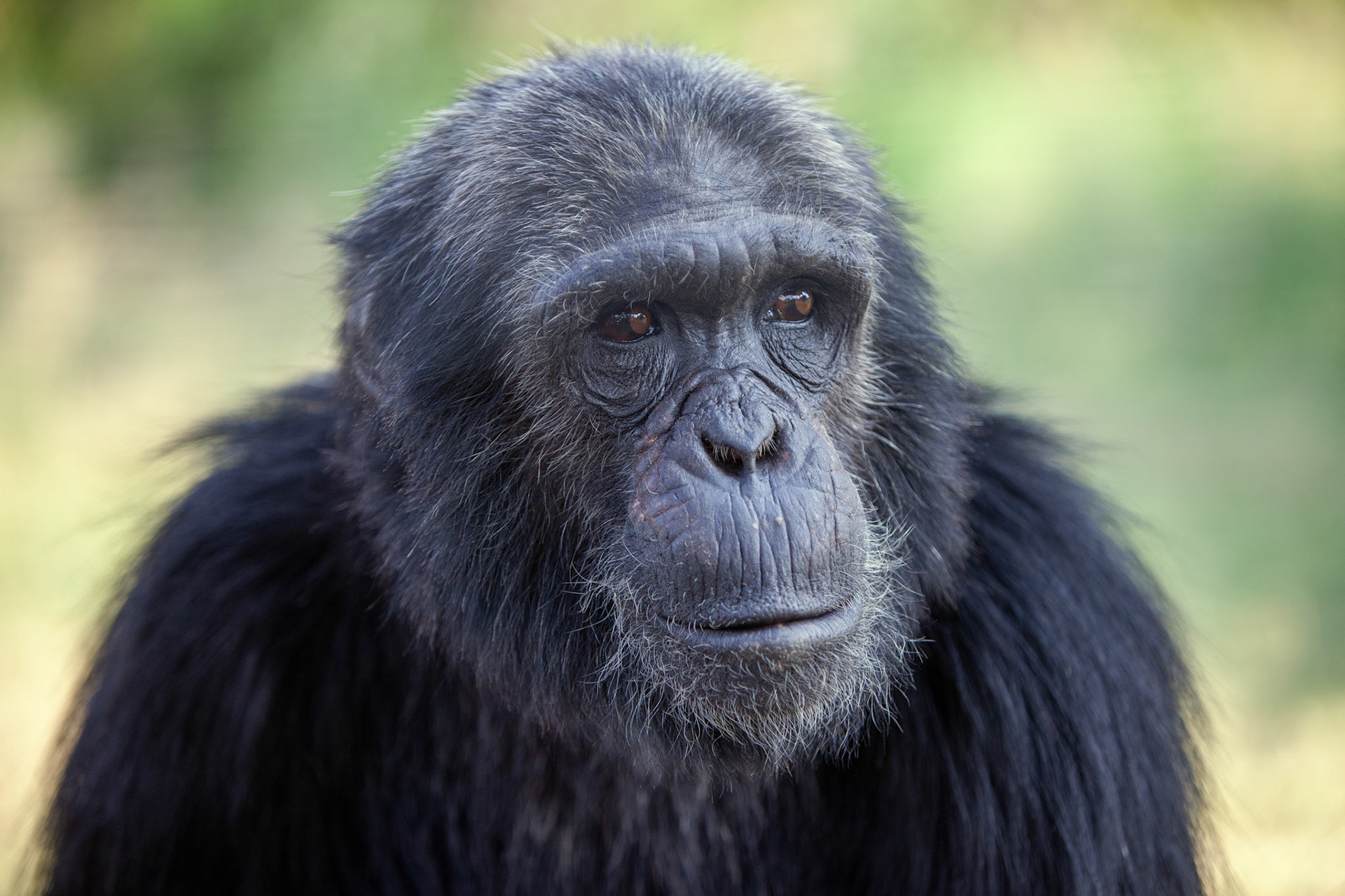 Chimp in sanctuary, Sweetwaters, Kenya