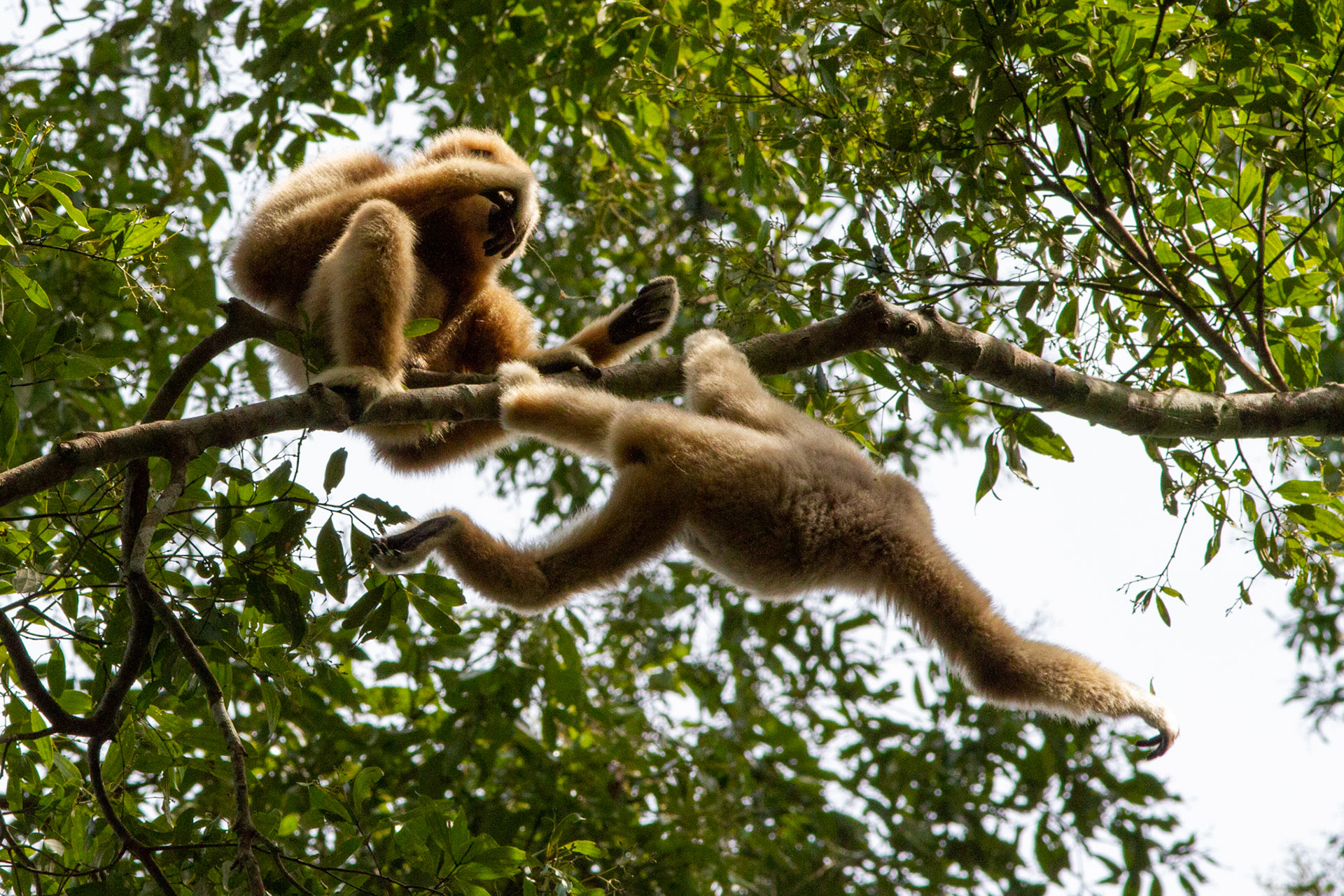 Gibbons, Khao Yai park - Thailand