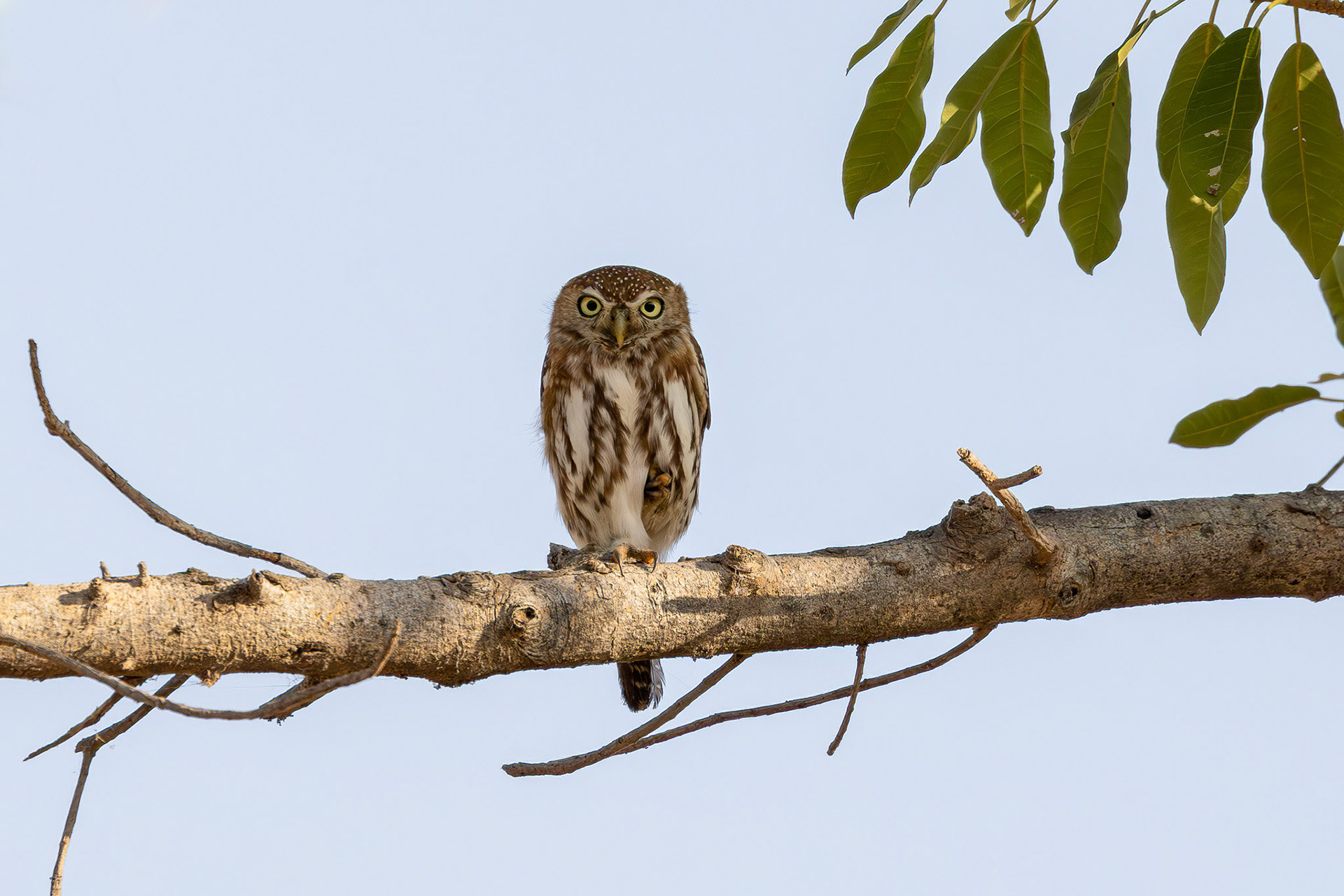 Pearl-spotted Owlet
