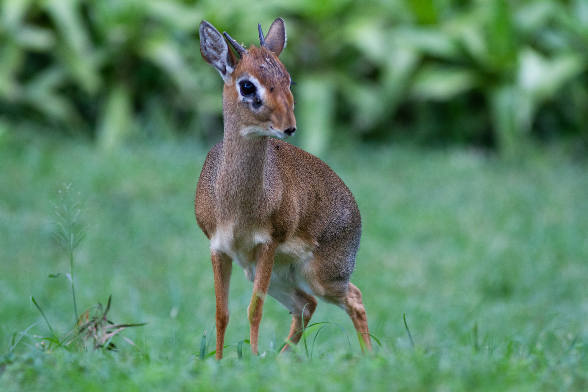 Dik-dik, Kenya