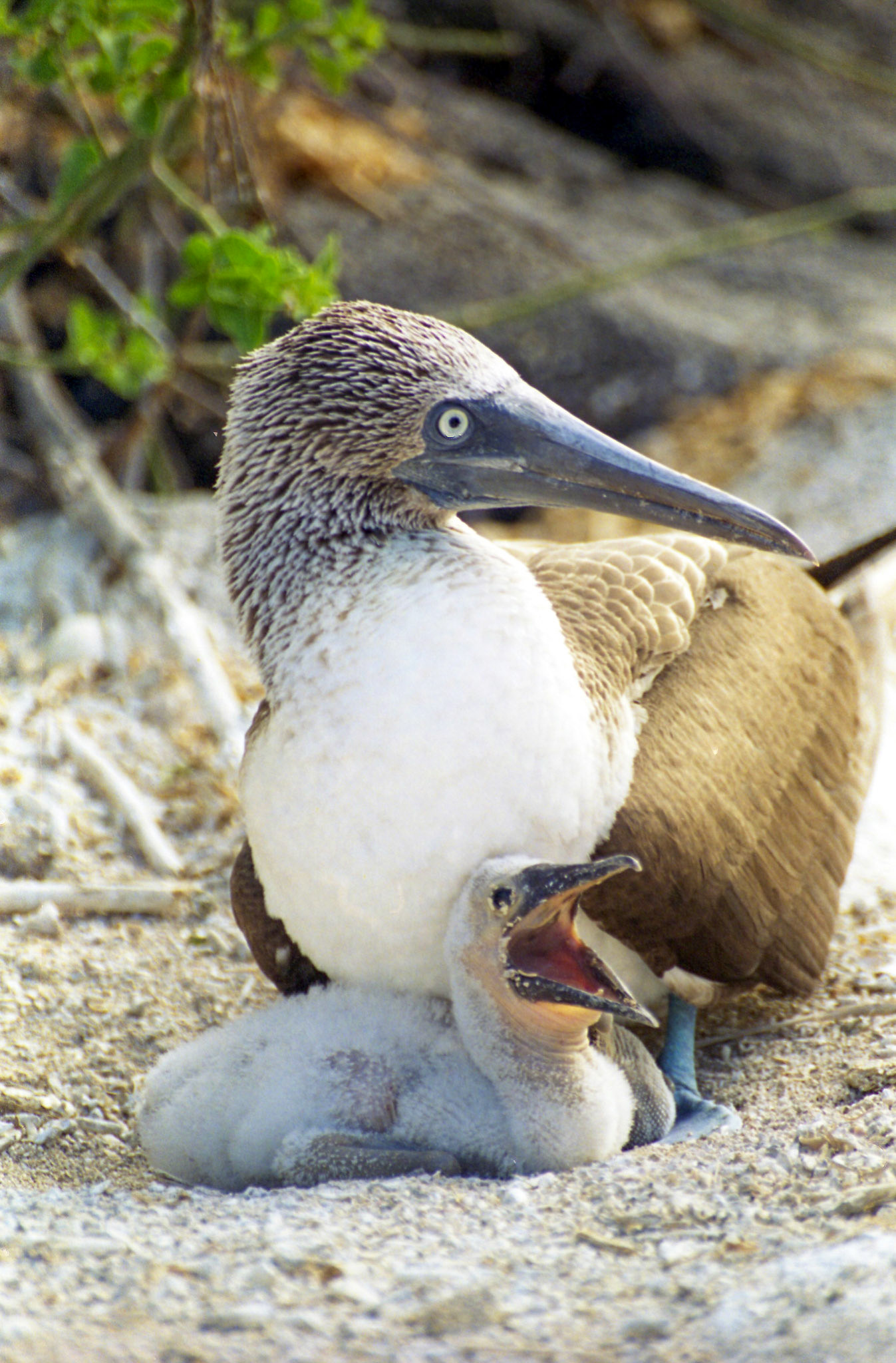 Blue footed booby + chick, Galapagos - Ecuador