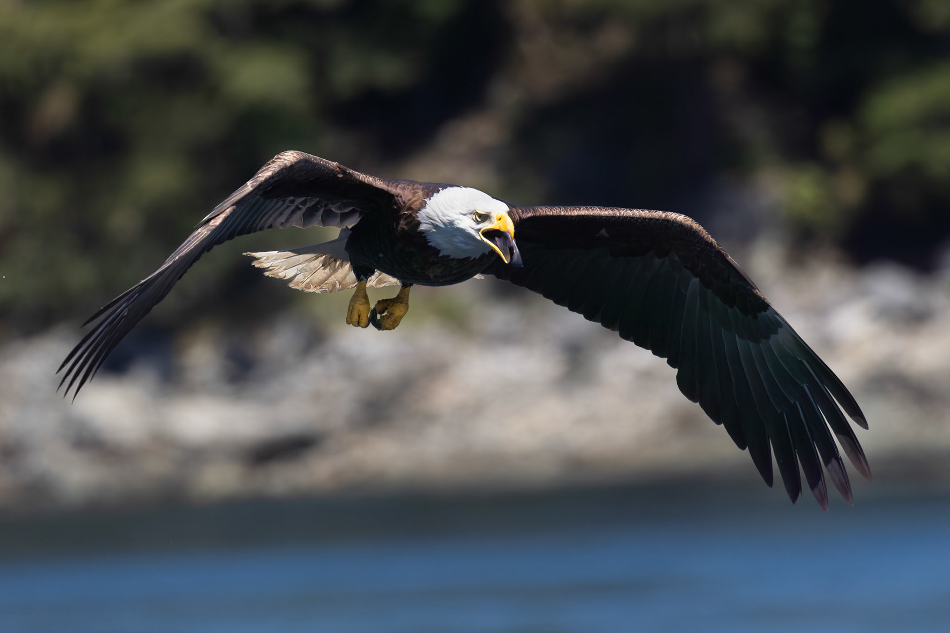 Bold eagle swallowing and flying