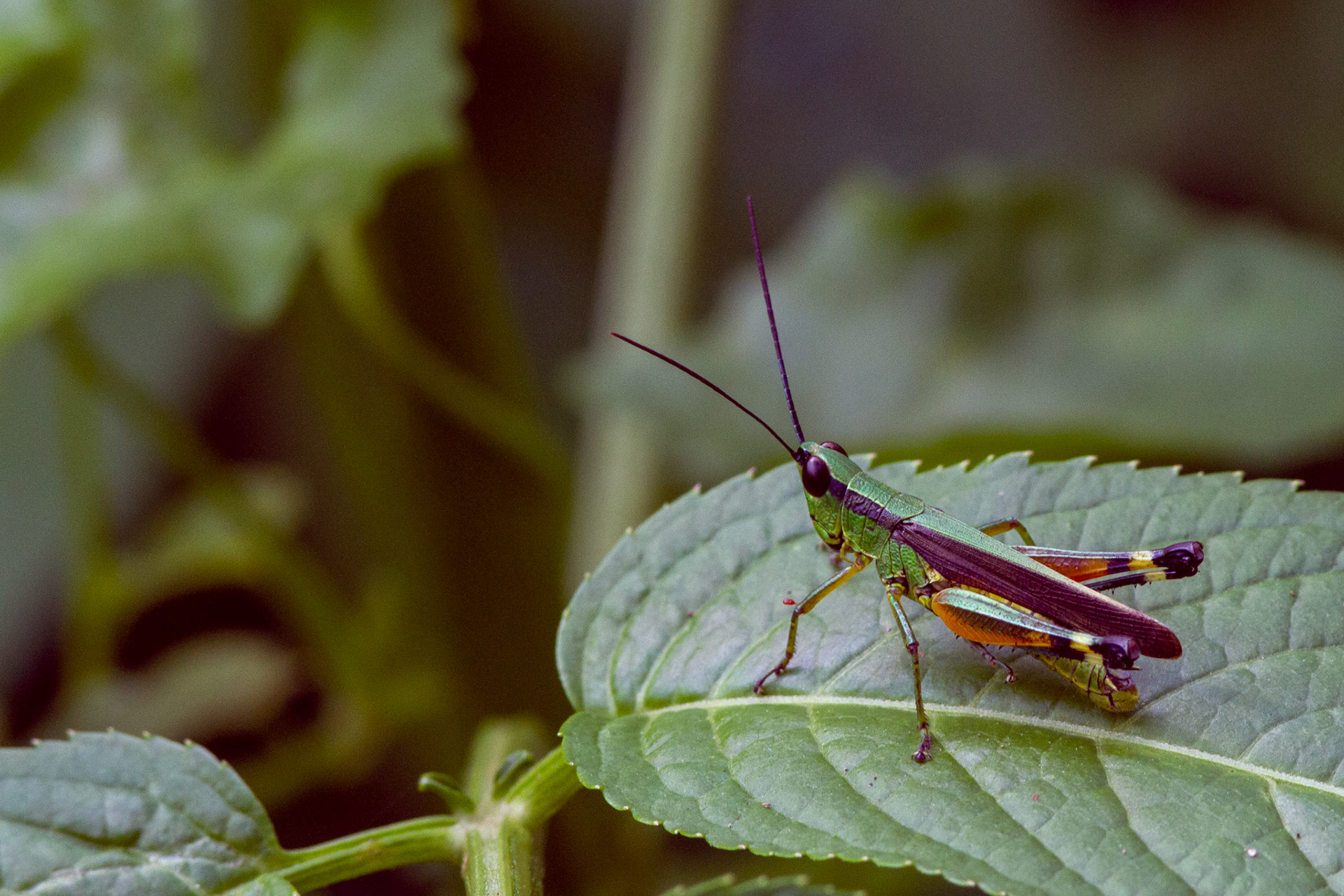 Grass hopper, Khao Yai park, Thialnd