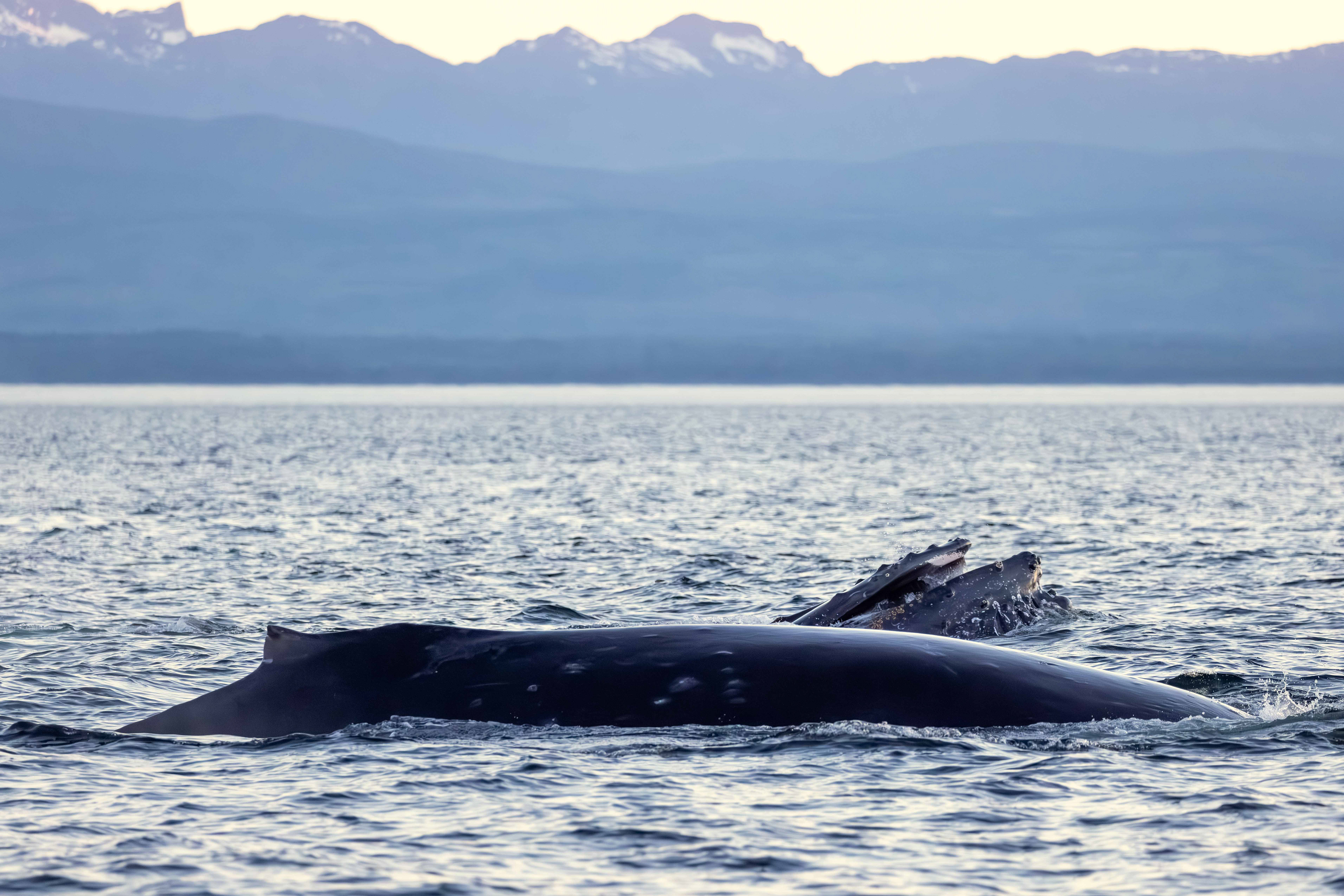 Humpback whale feeding