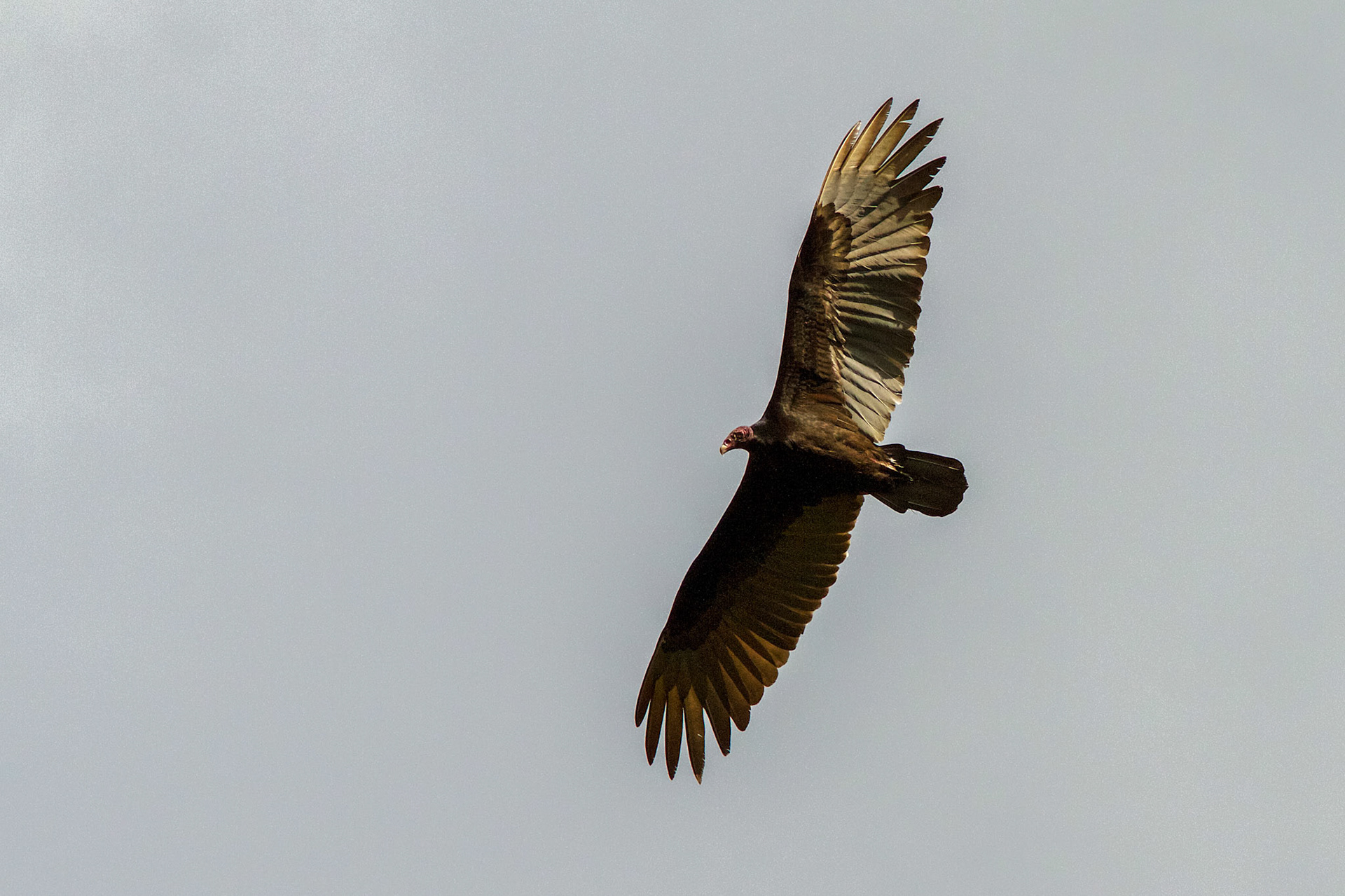 Vulture - Belize