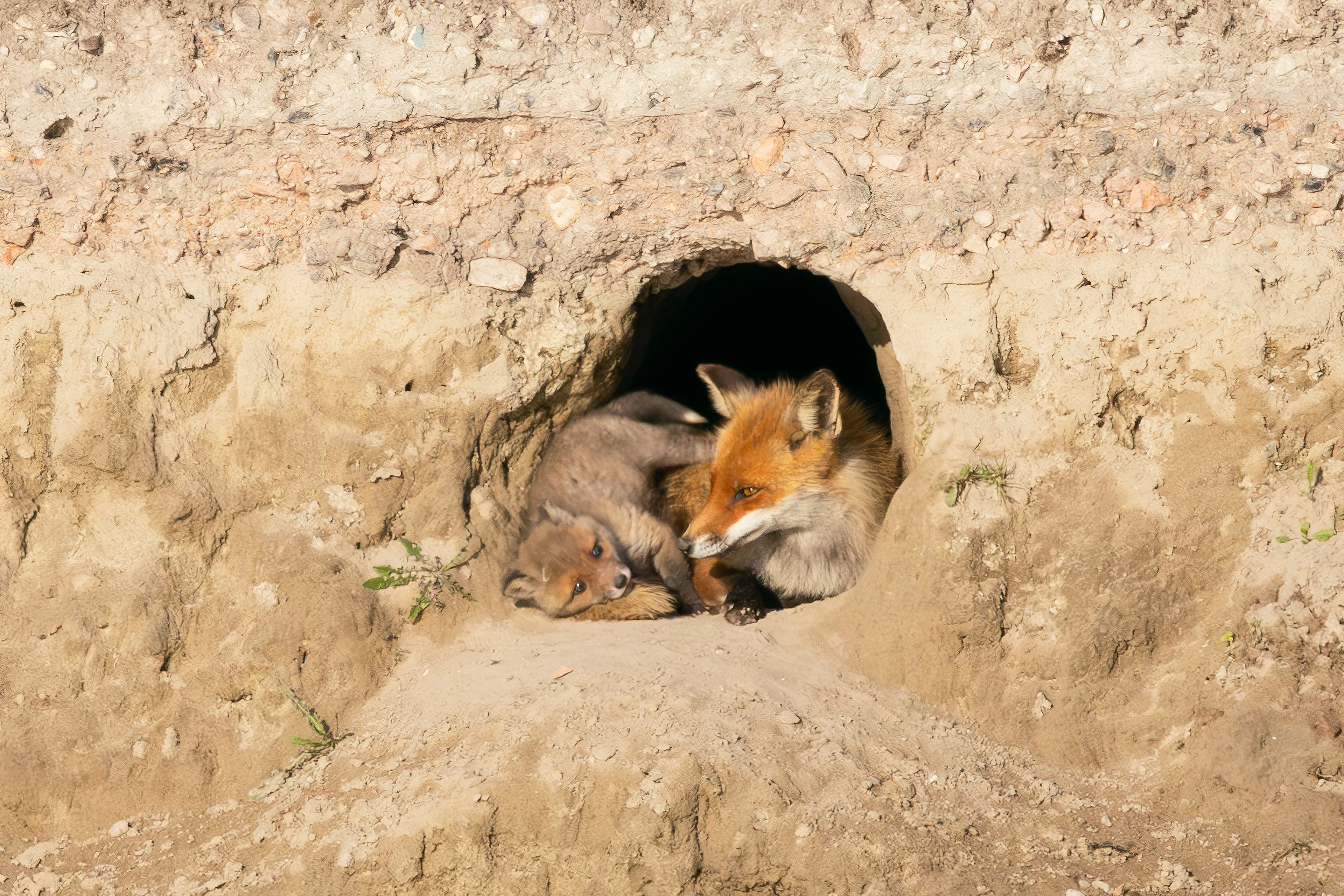 Mom fox + baby, Oostvaardersplassen - Almere (2025)