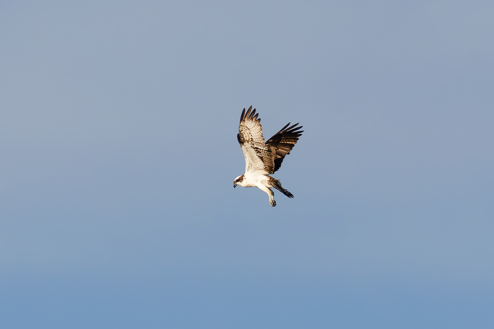 Osprey hovering, Lepelaarplassen - Almere (2024)