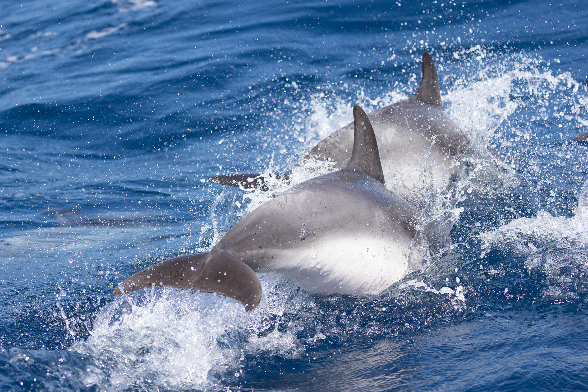 Dolphins, Pico island/Azores - Portugal