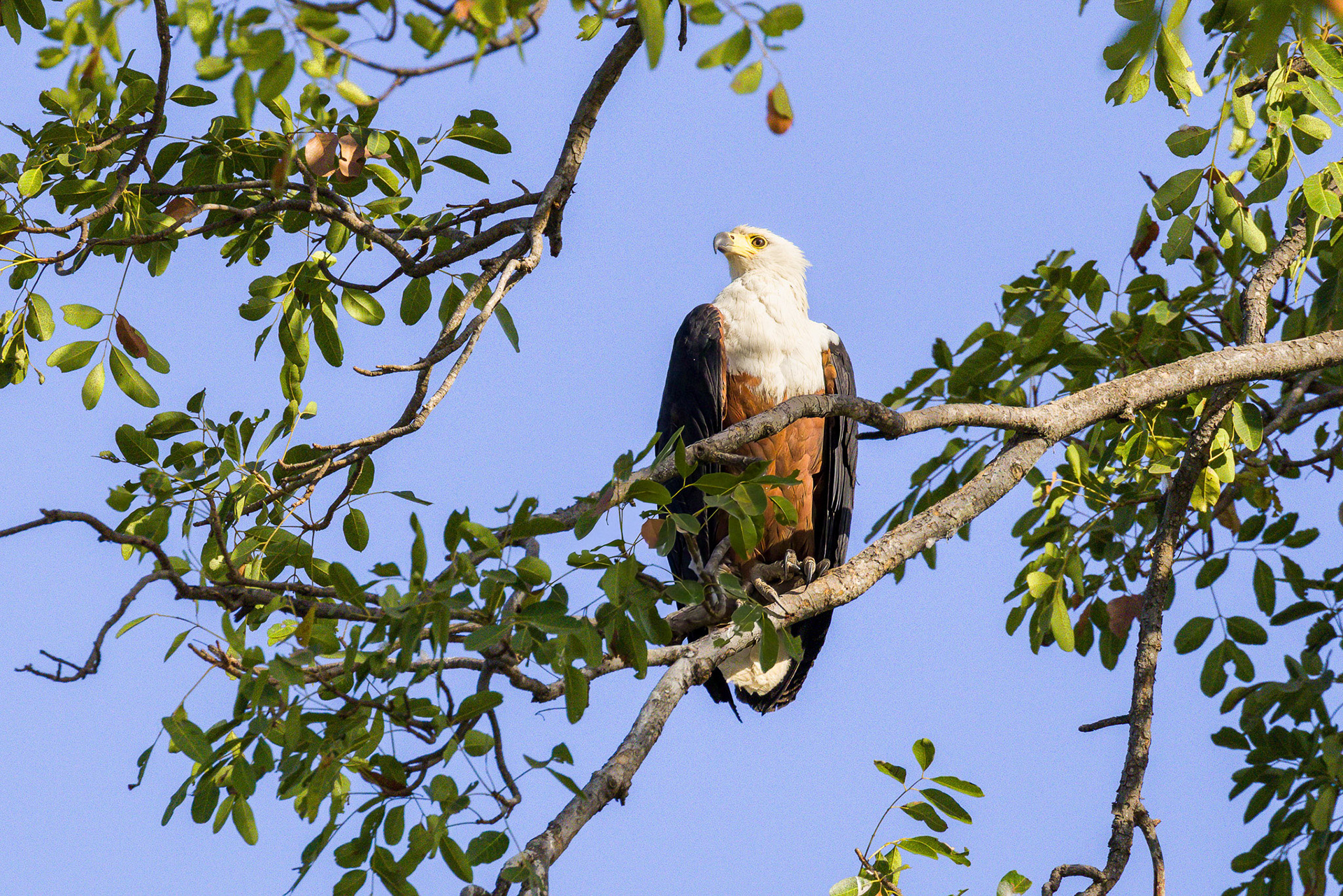 African Fish Eagle in tree