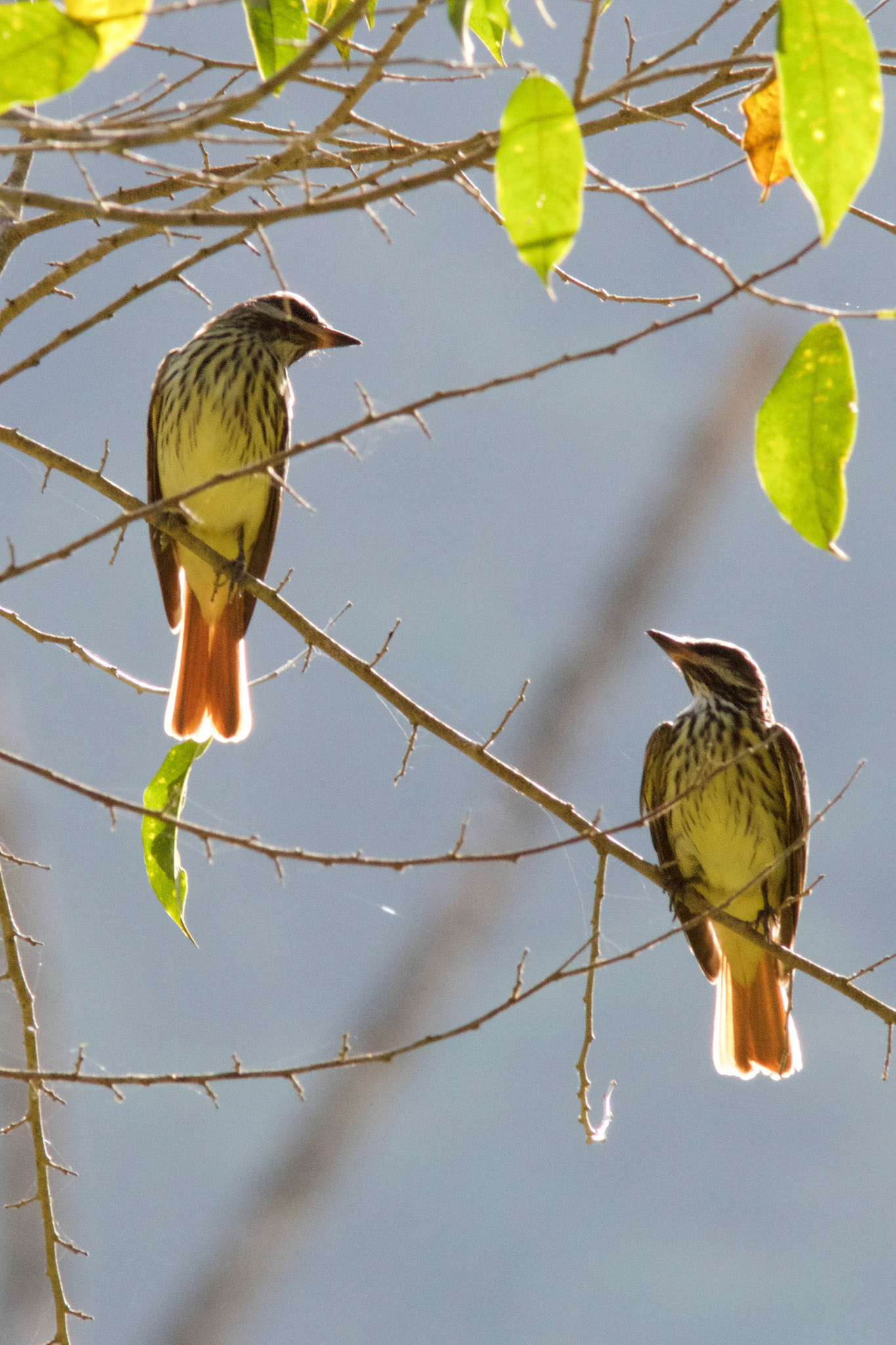 Birds in love - Belize