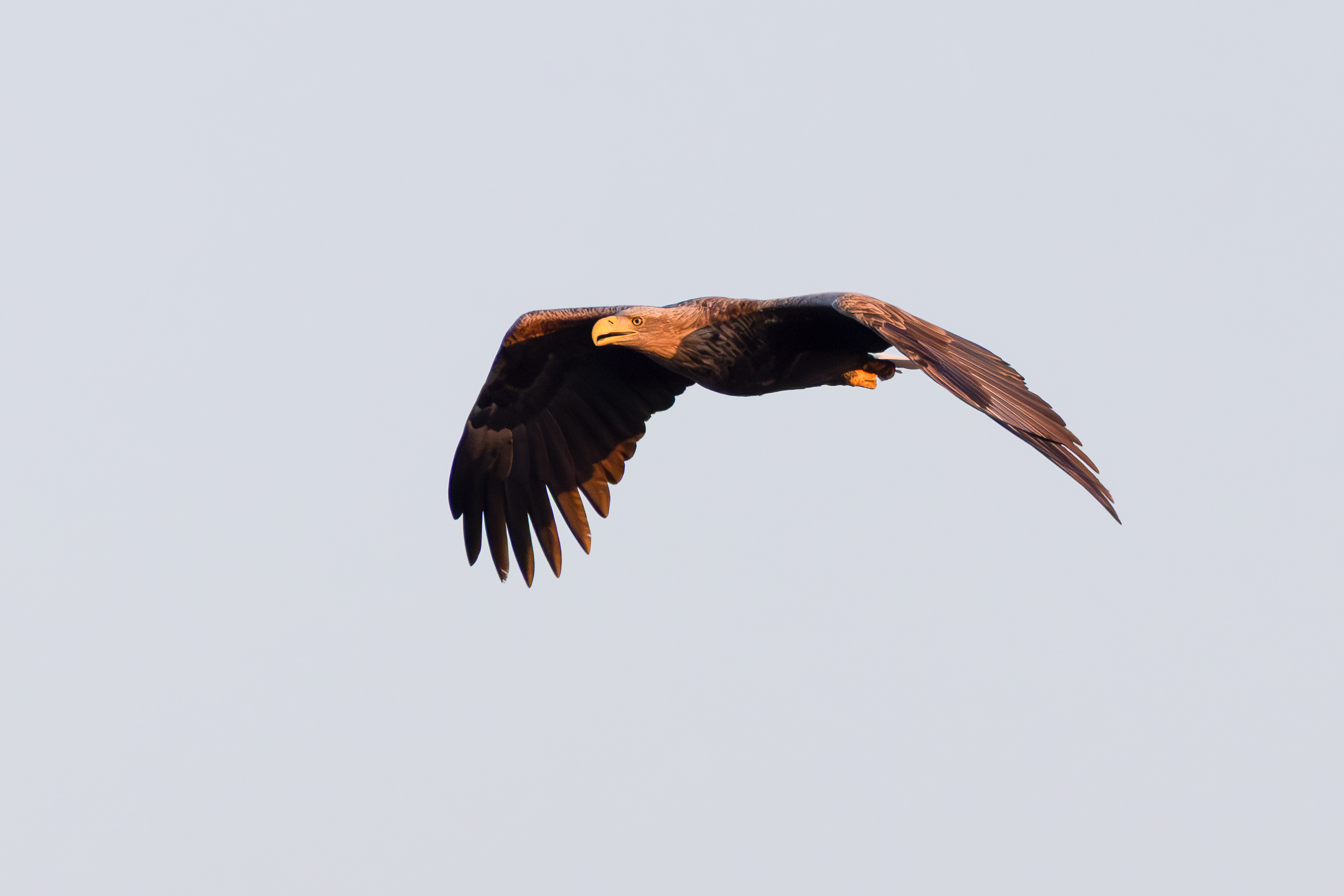 White-tailed eagle in late sun, Lepelaarplassen - Almere (2025)