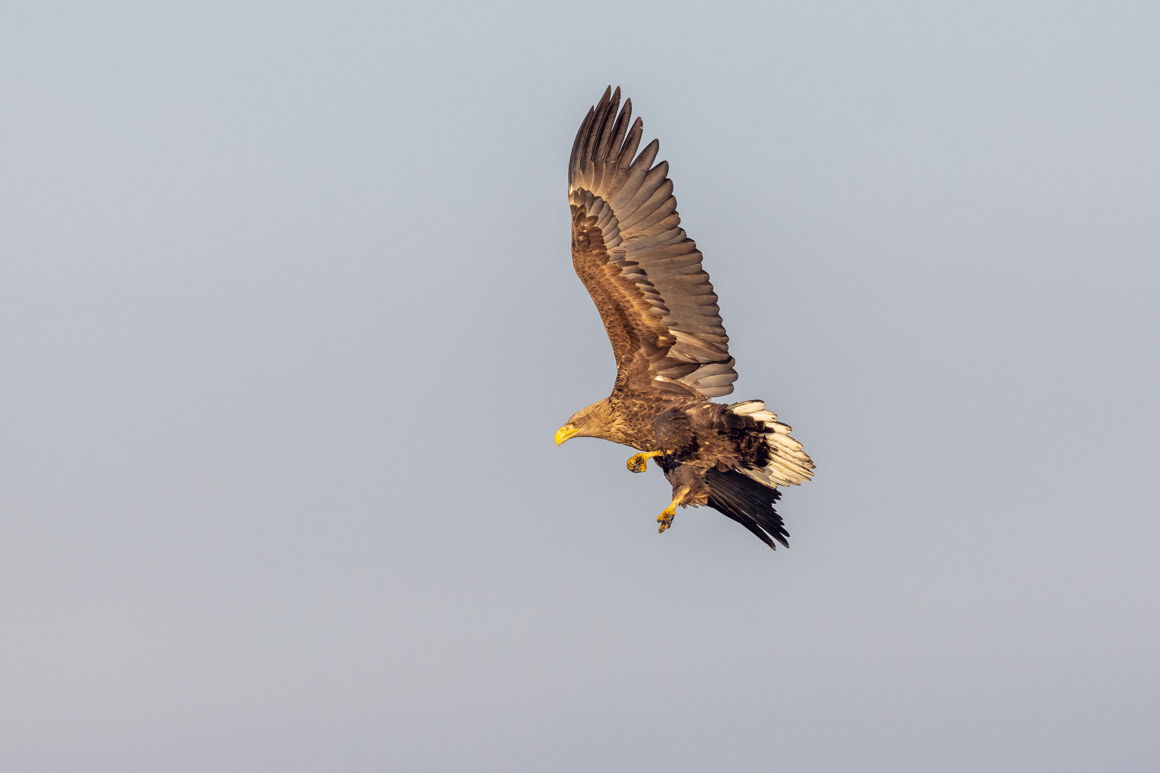 White-tailed eagle in flight, Lepelaarplassen - Almere (2022)