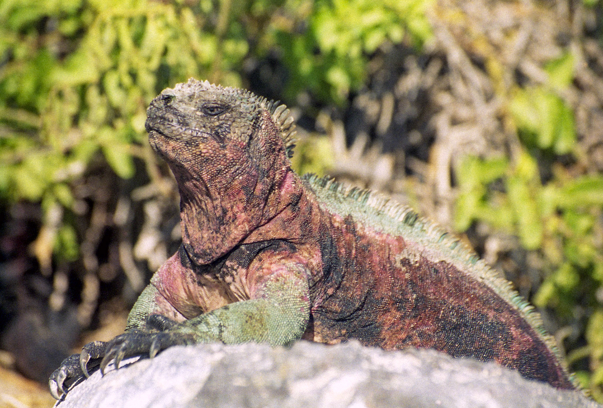 Sea iguana, Galapagos - Ecuador