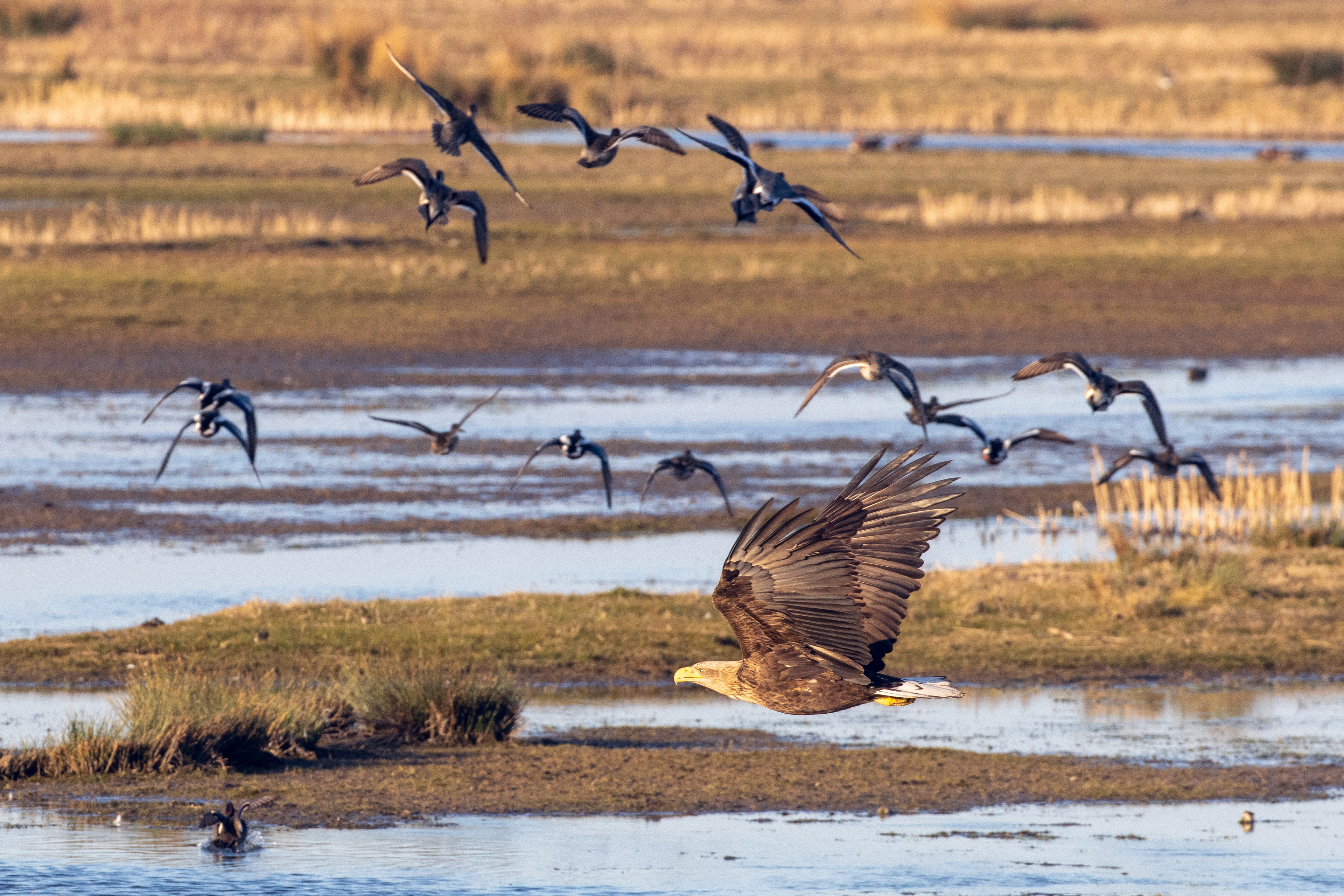 White-tailed eagle causing panic, Lepelaarplassen - Almere (2022)