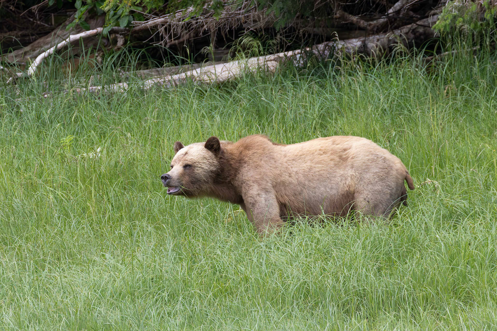 Grizzly bear foraging