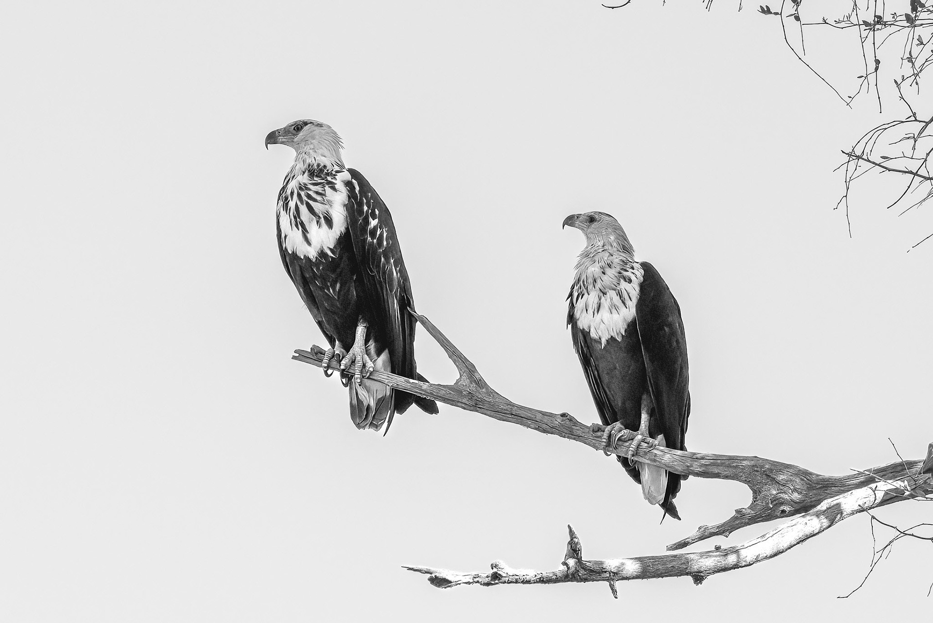 African Fish Eagles pair