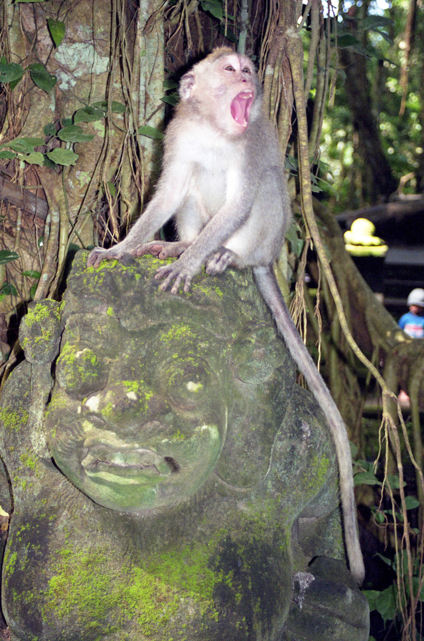 Stressed monkey
