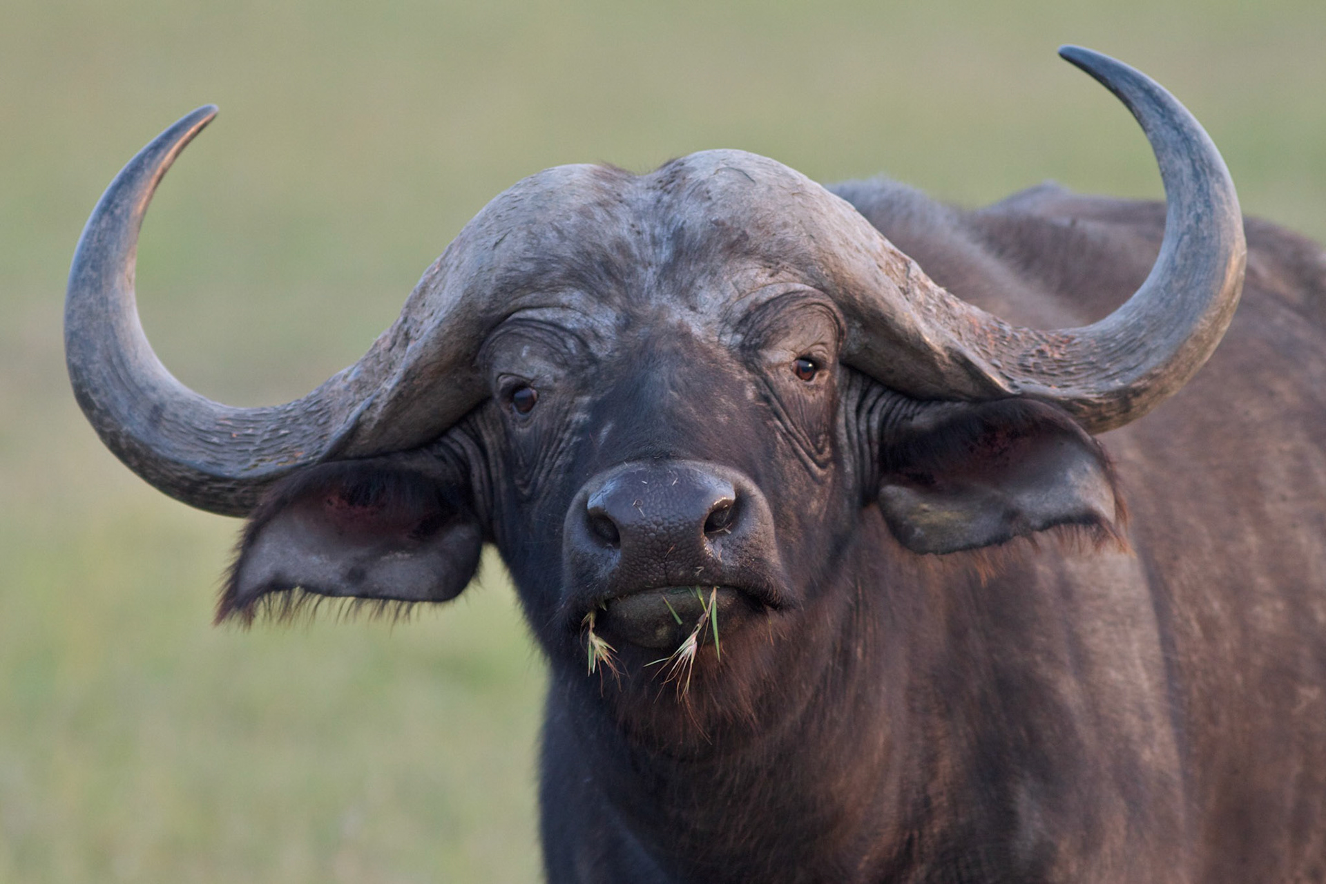 Buffalo, Masai Mara, Kenya
