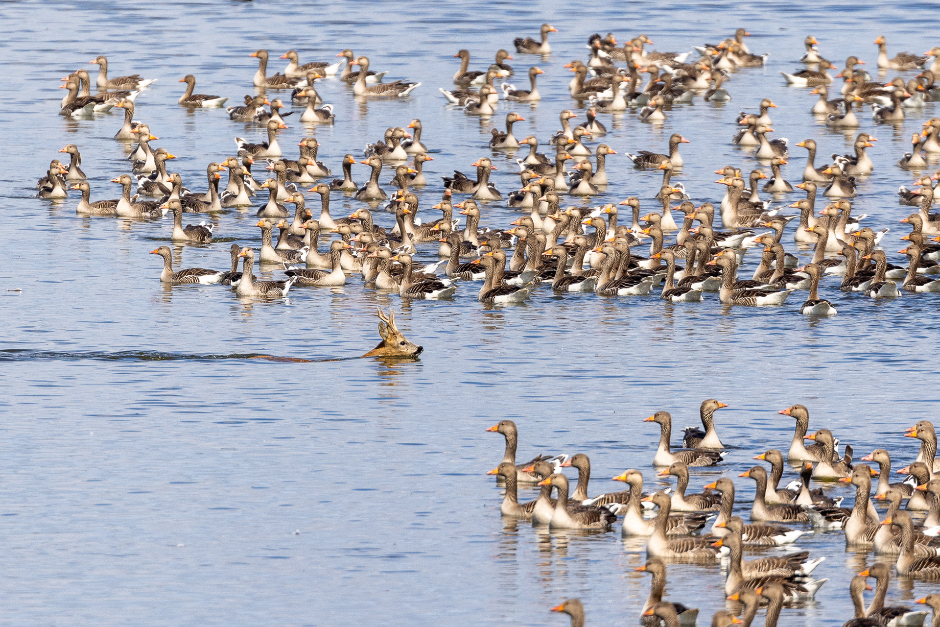 Roe deer crossing, Lepelaarplassen - Almere (2022)