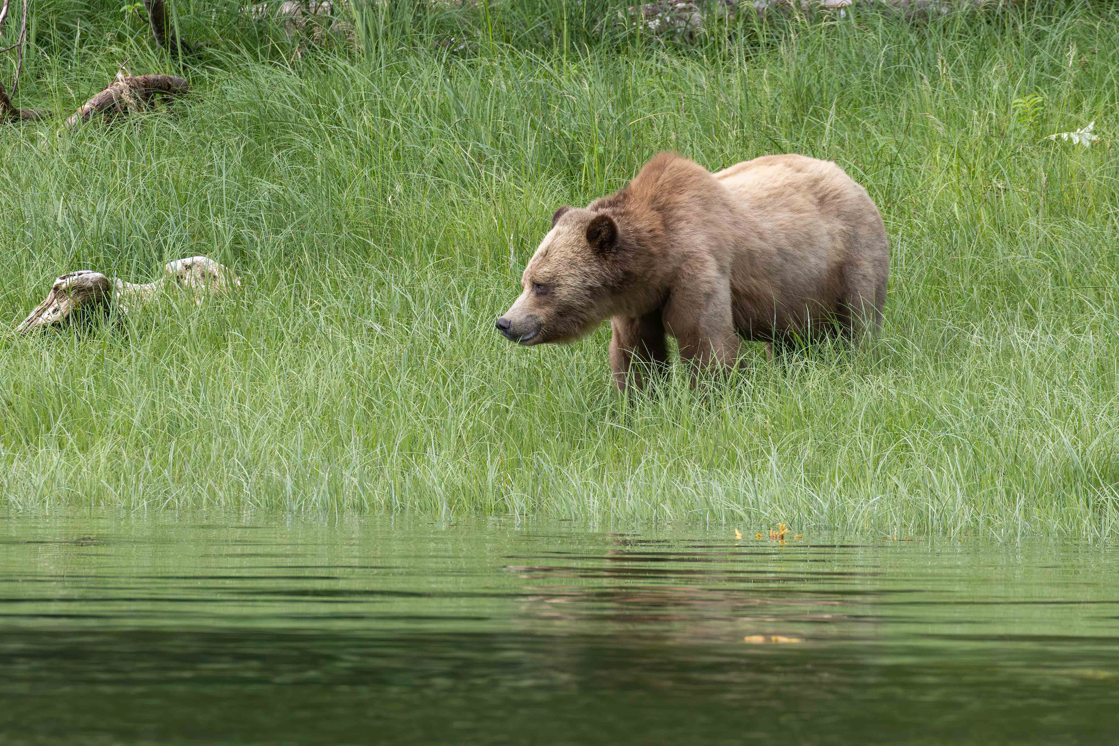 Grizzly bear foraging