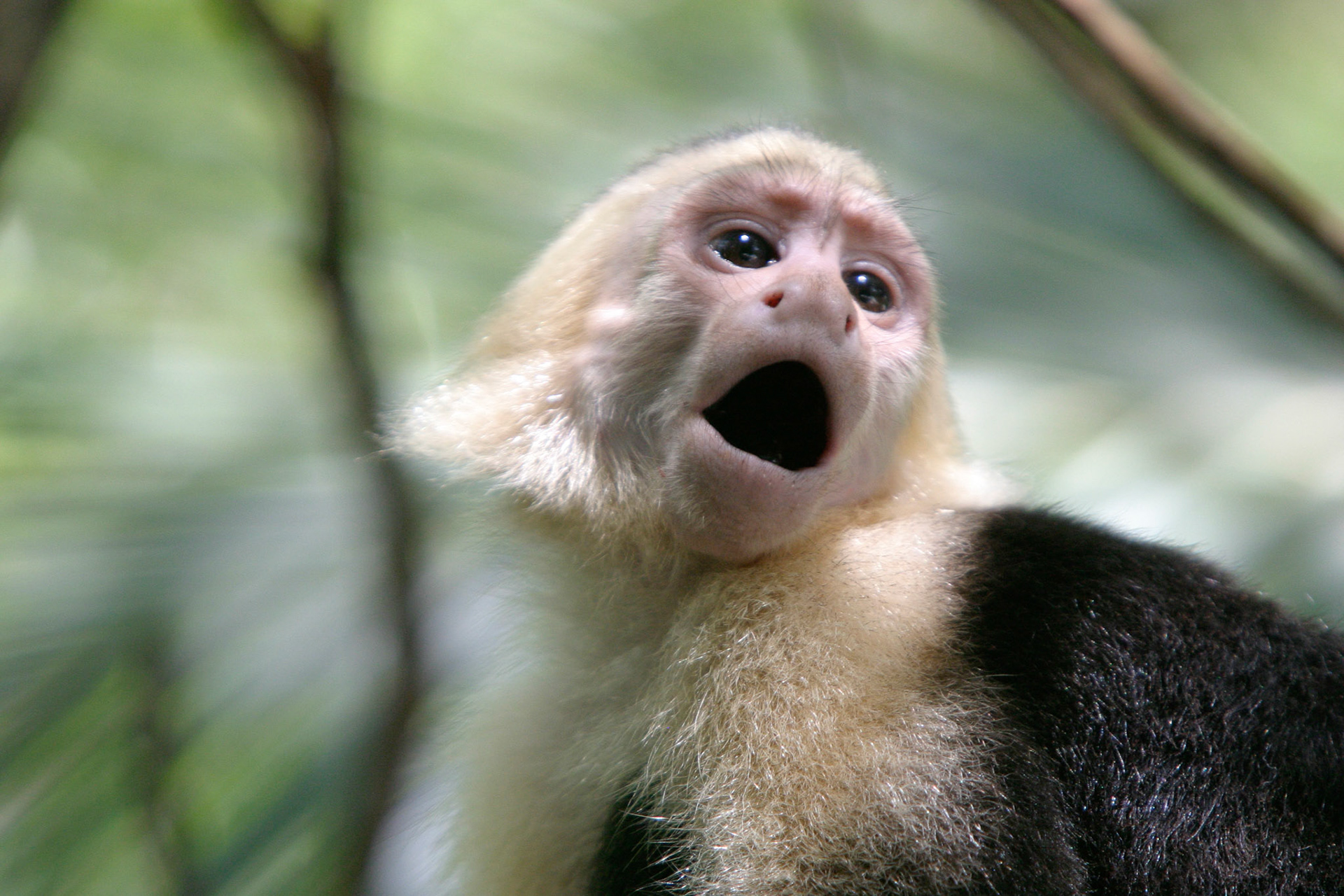 Scared capuchin monkey - Costa Rica