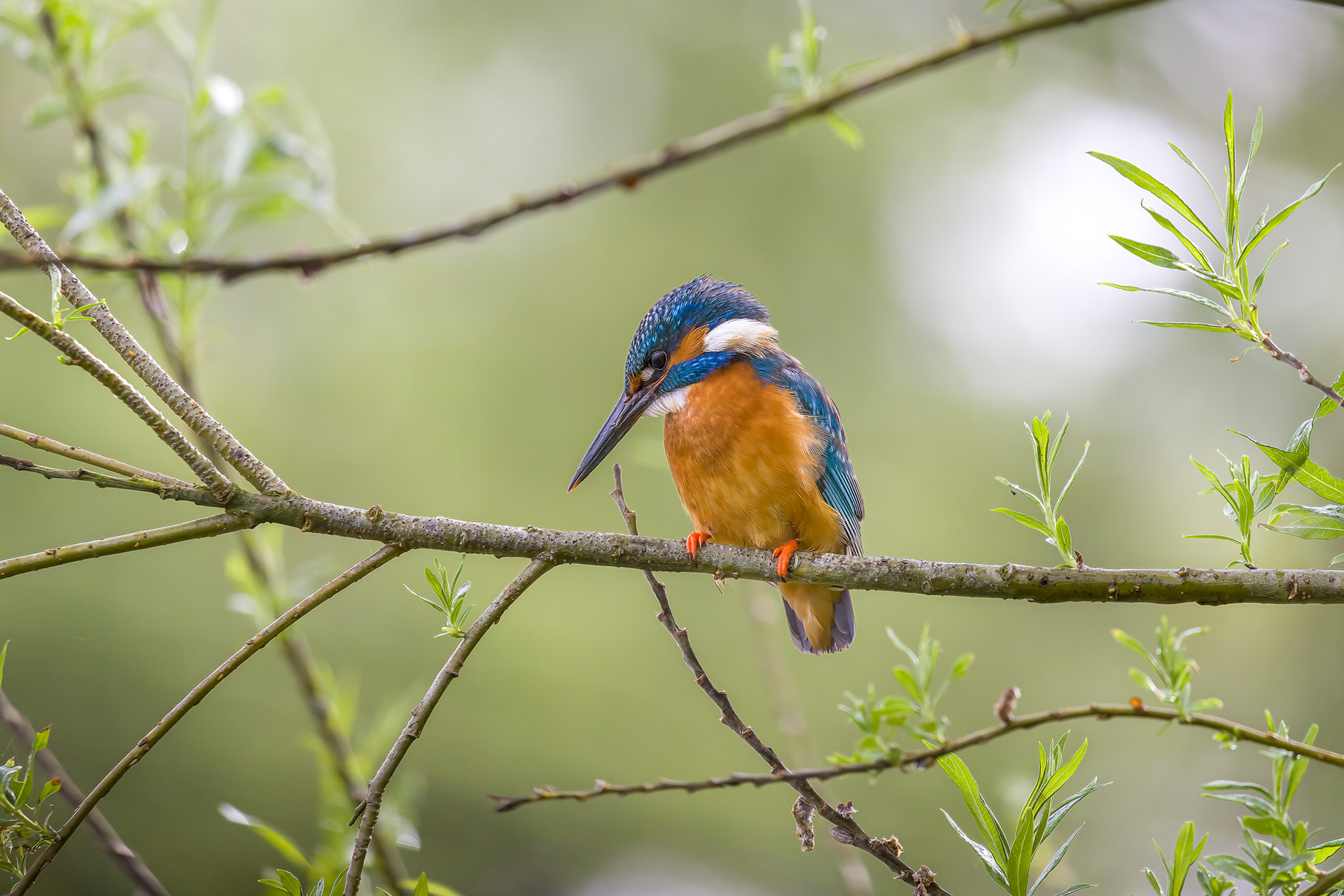 Kingfisher in tree, Lepelaarplassen - Almere (2023)