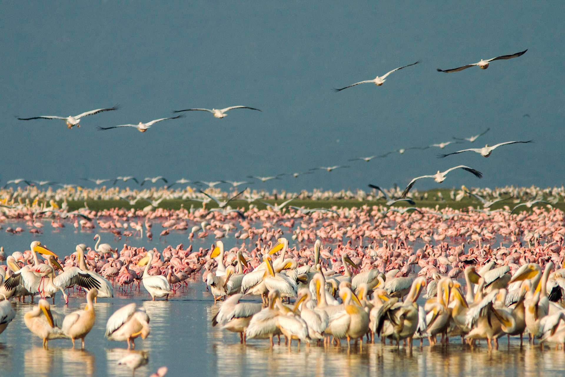 Flamingos and pelicans, Lake Nakura, Kenya