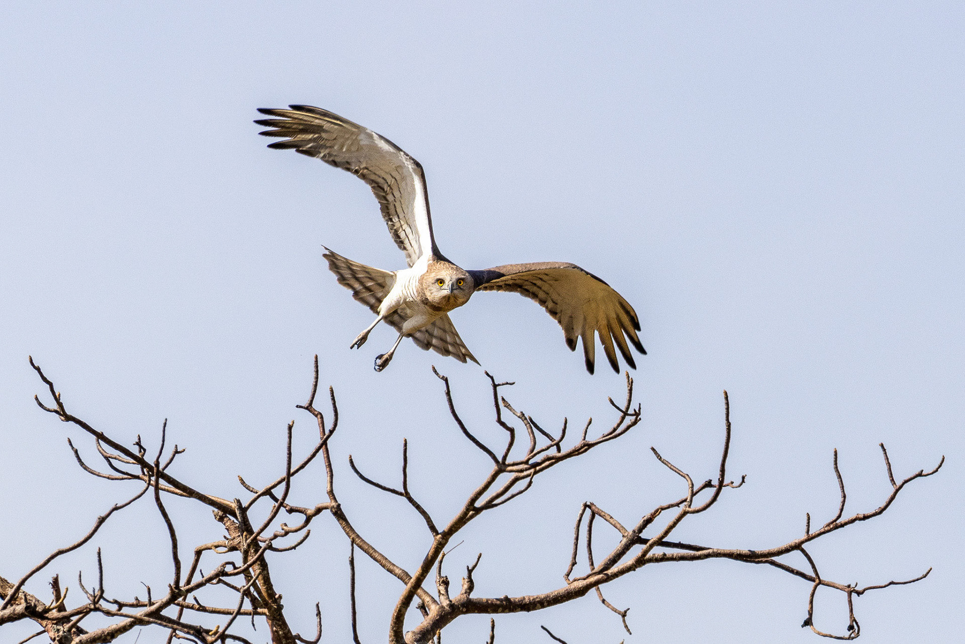 Beaudouin's Snake Eagle taking off