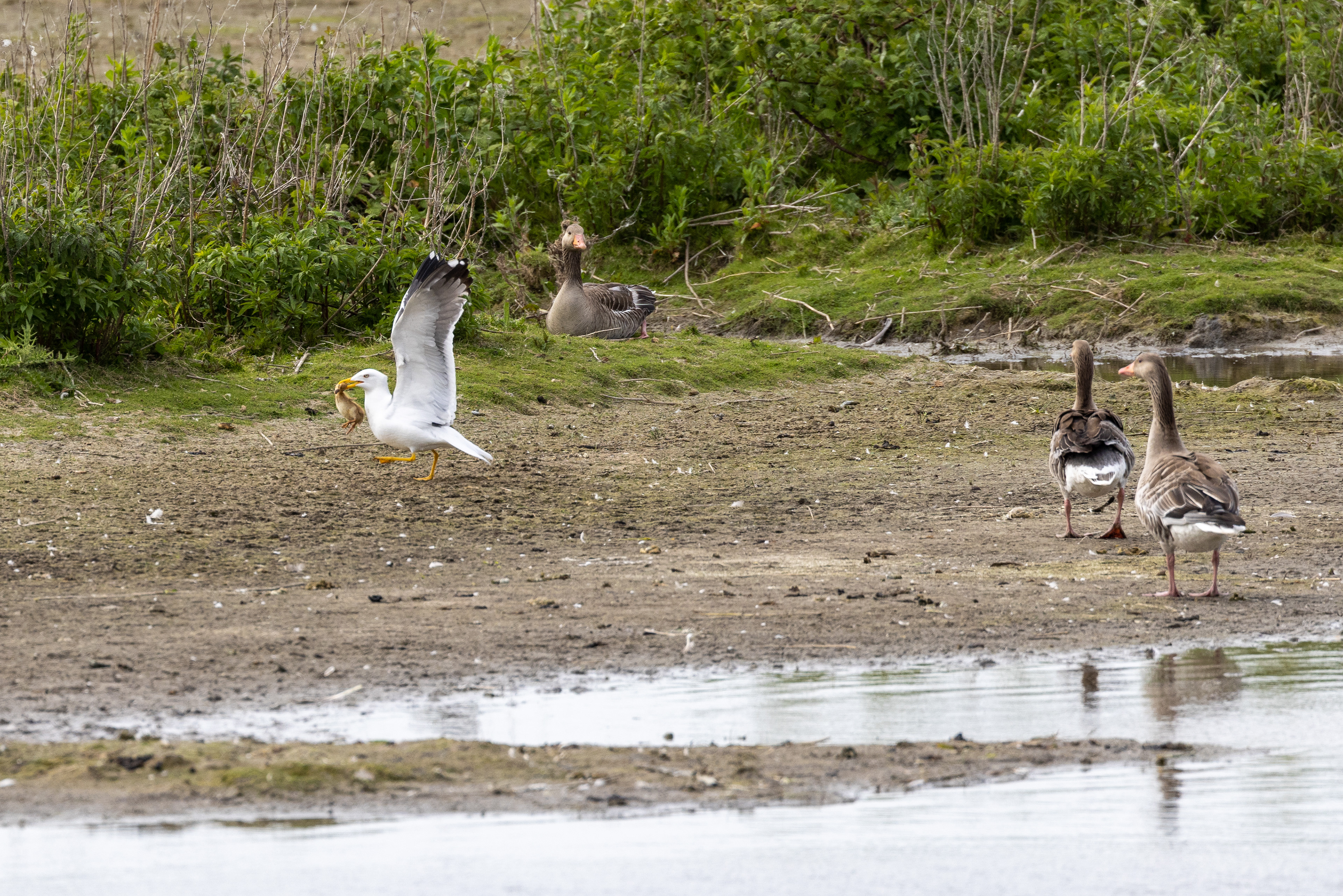 Terror seagull, Lepelaarplassen - Almere