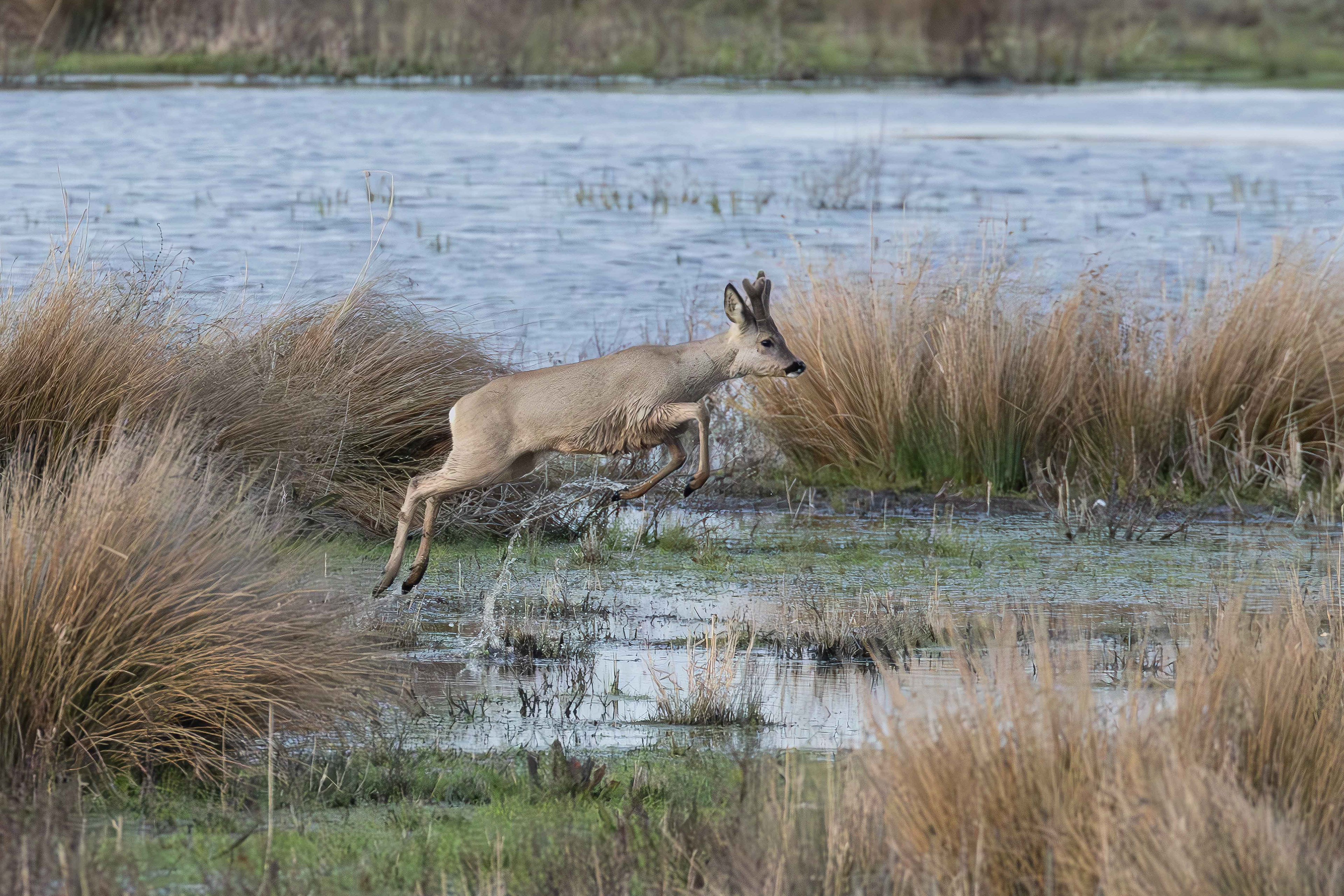 Roe deer jumping, Lepelaarplassen - Almere (2026)