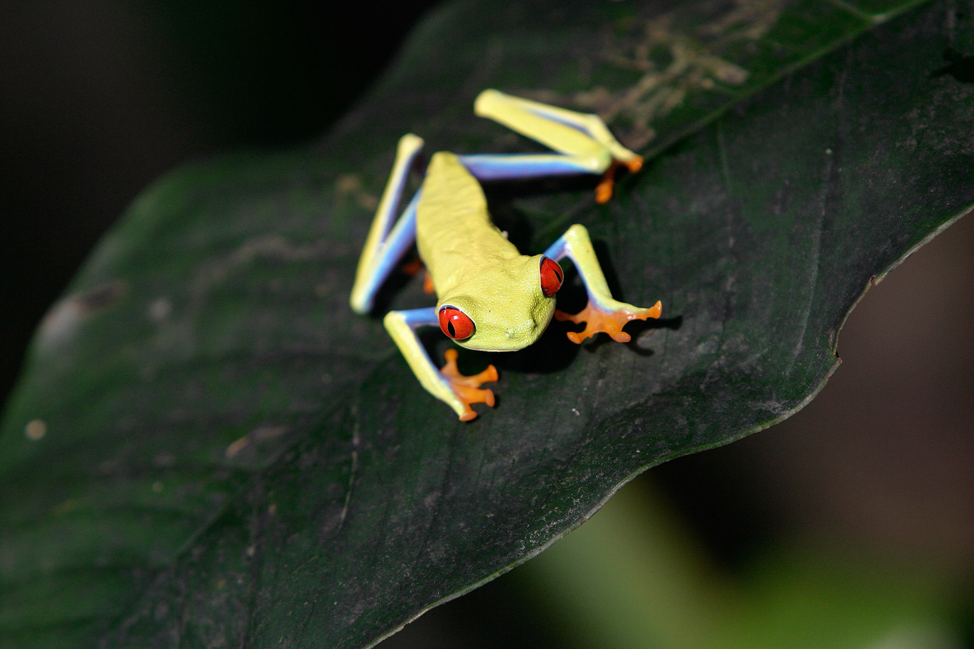 Gaudy leaf frog - Costa Rica
