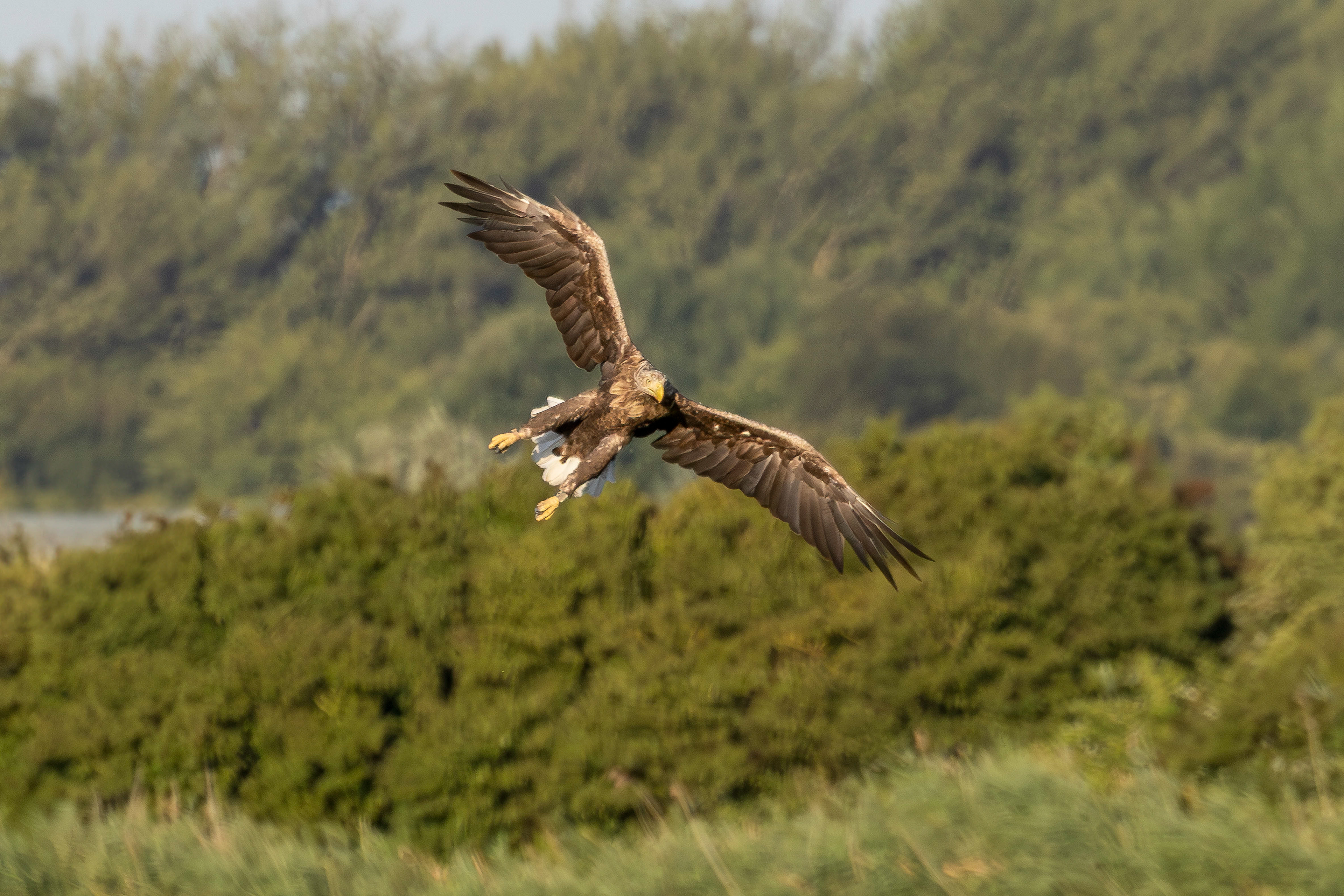 White-tailed eagle spots goose, Lepelaarplassen - Almere (2025)