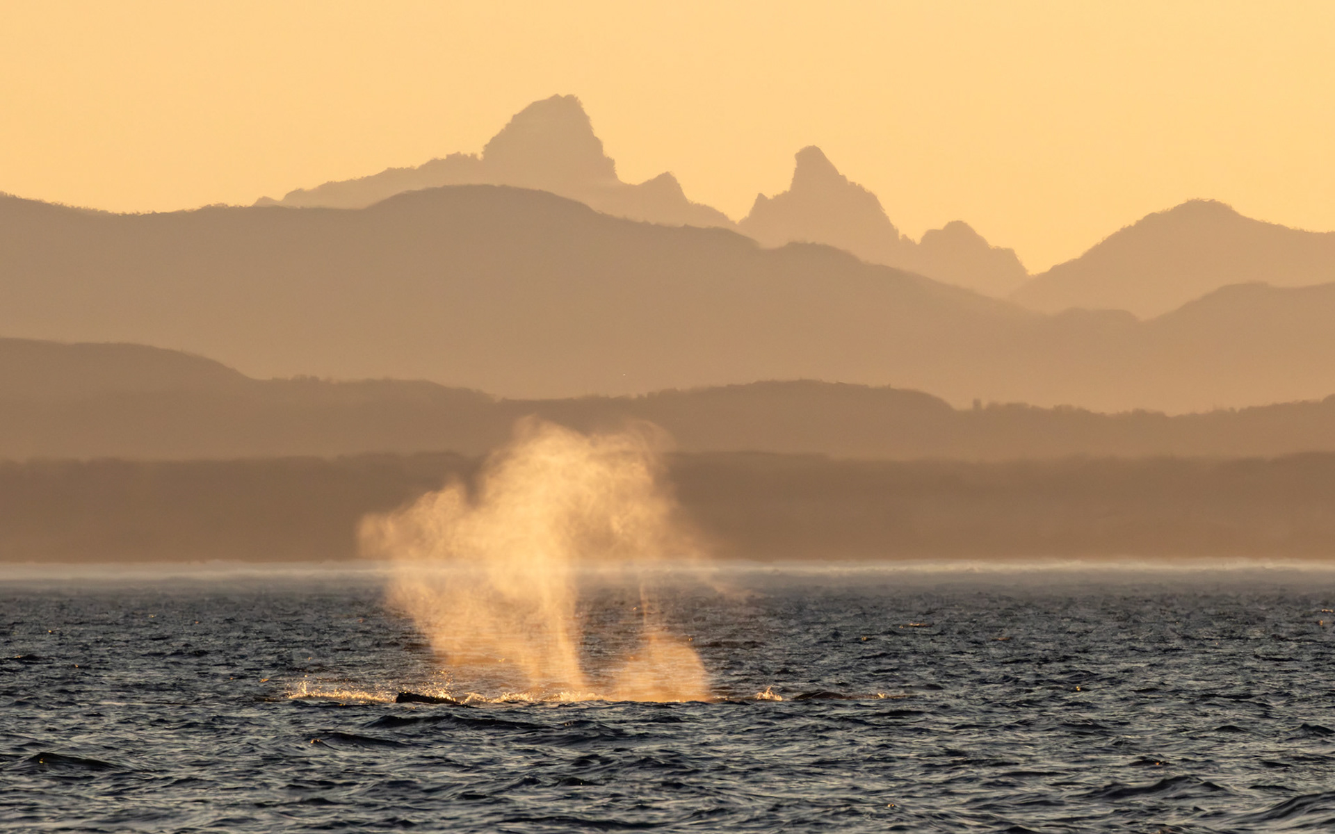 Blowhole from humpback whale, in front of sunset on Victoria Peaks