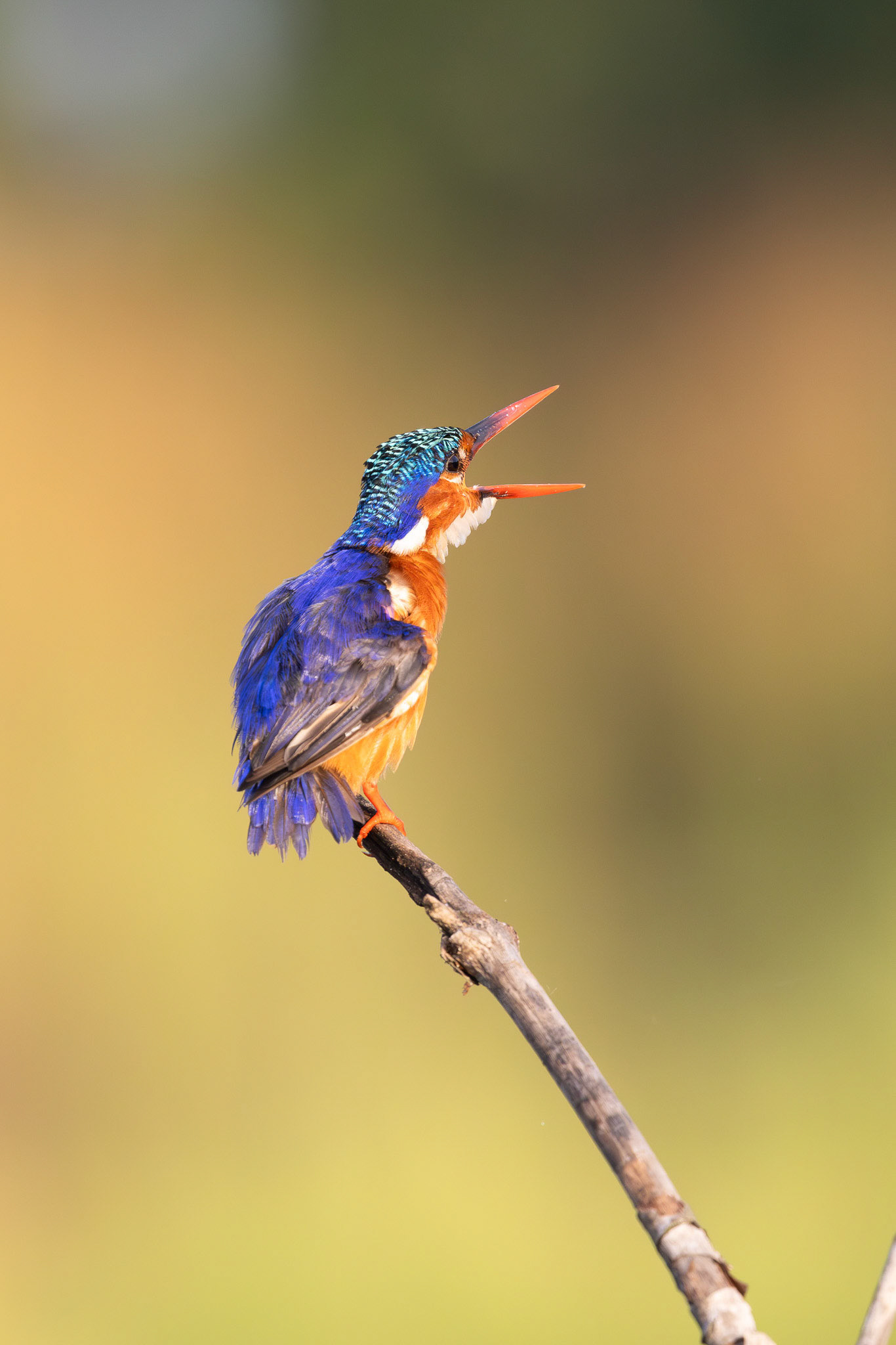 Malachite Kingfisher