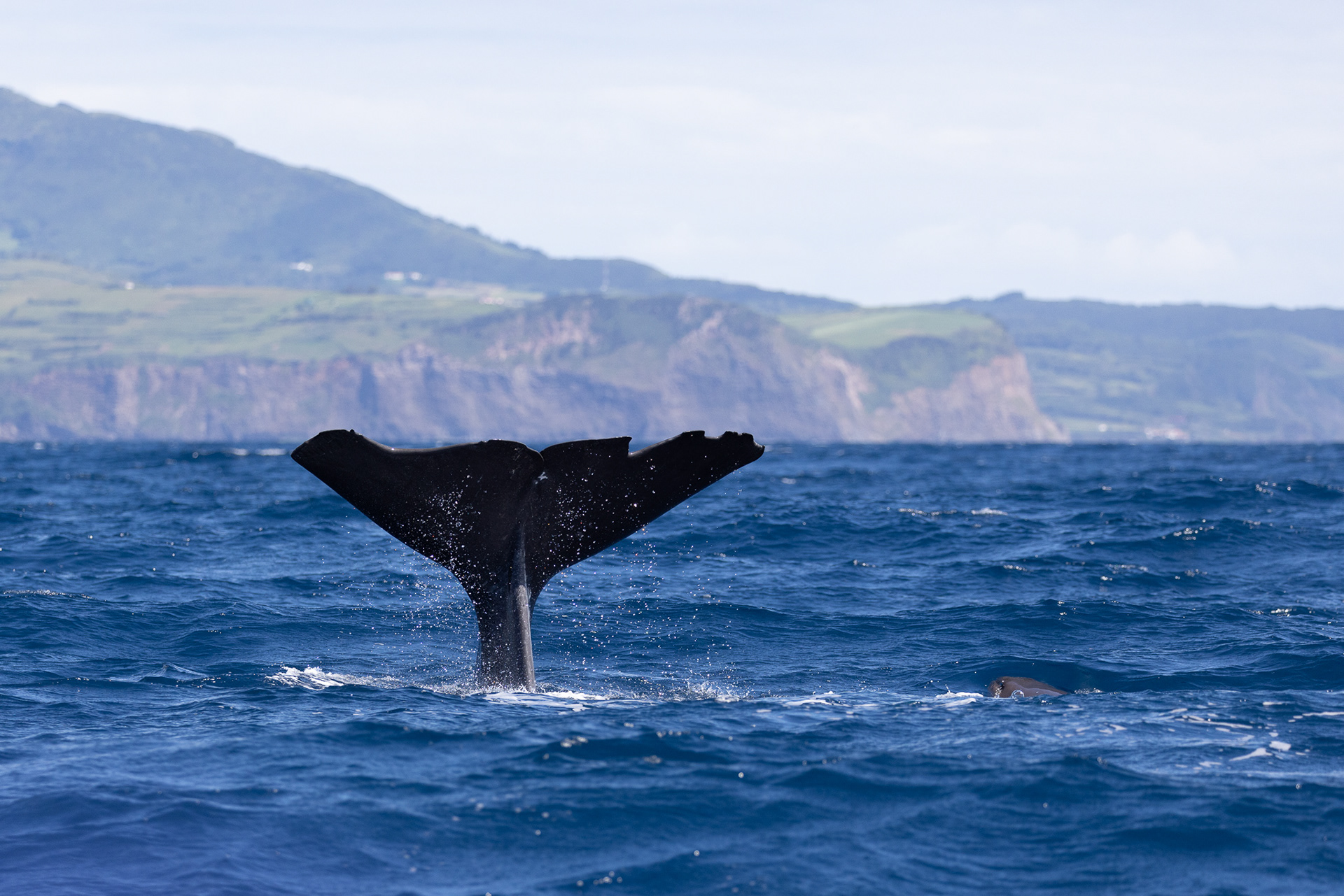 Sperm whale, Pico island/Azores - Portugal
