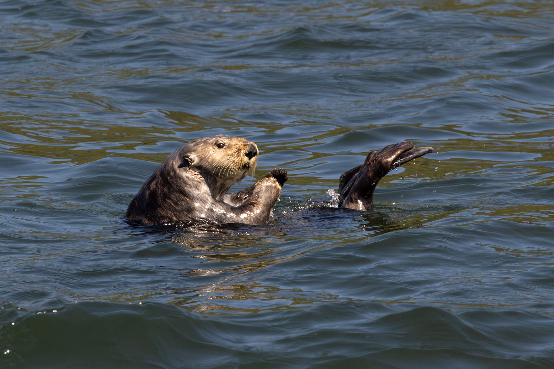 Sea otter