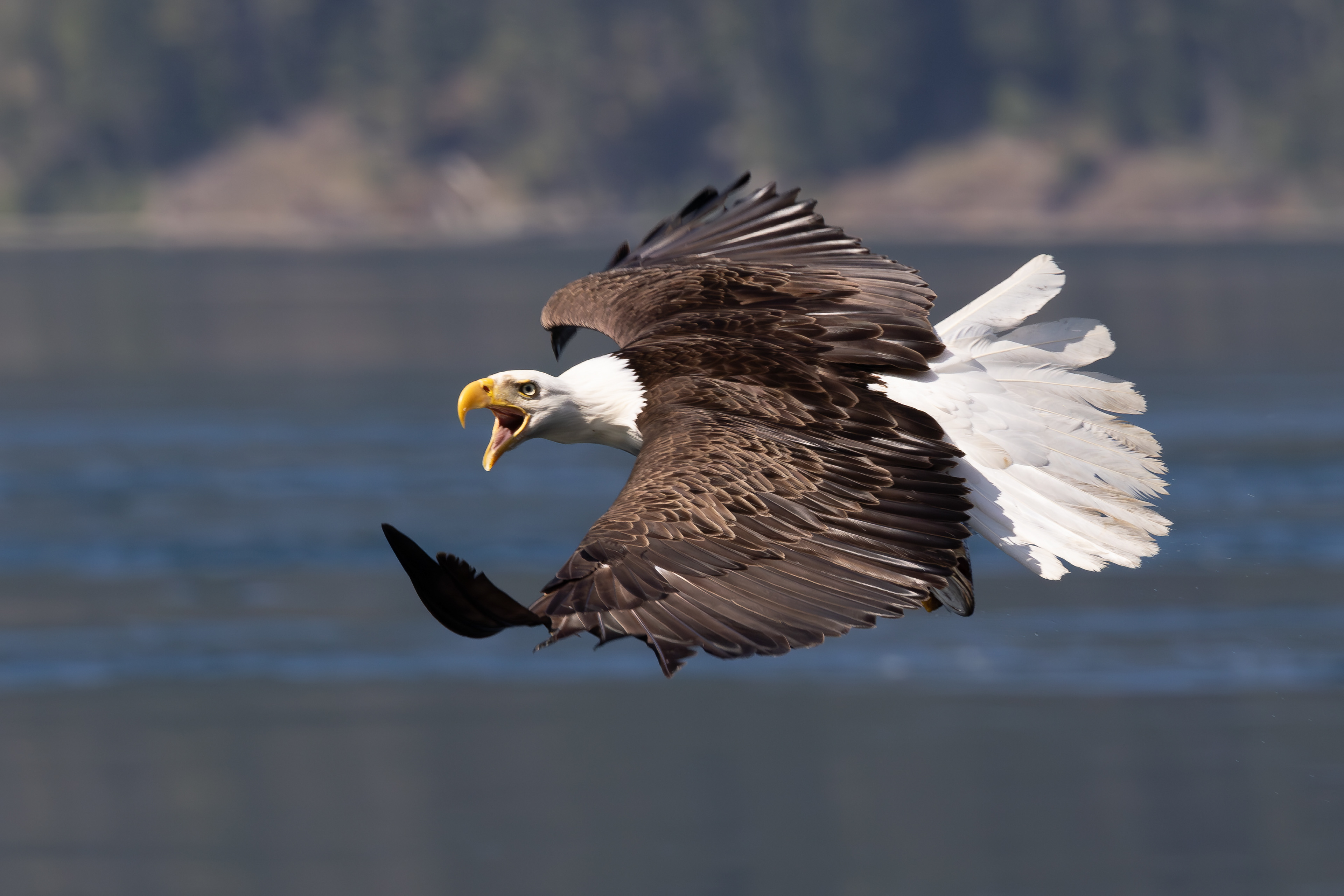 Bold eagle screaming
