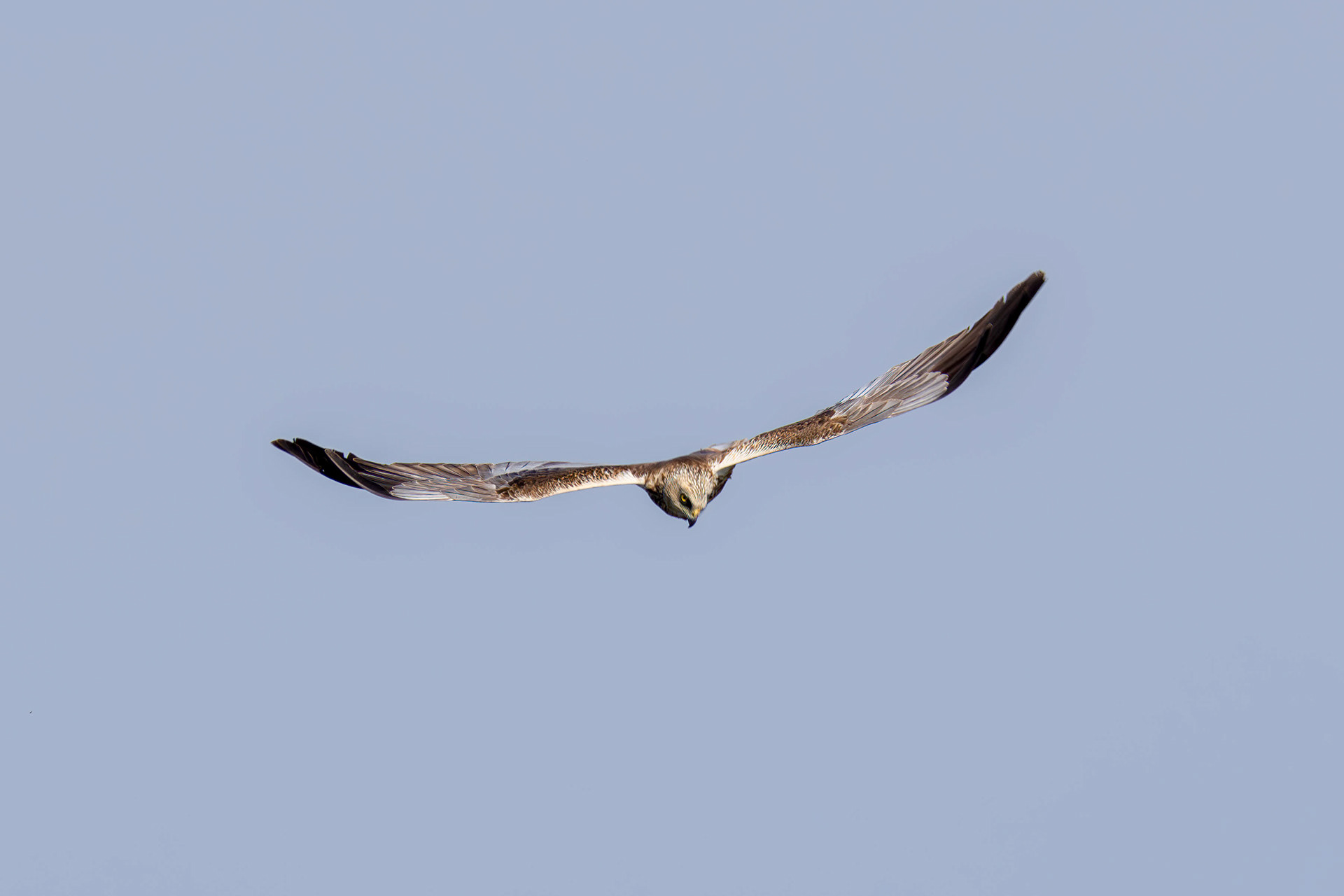 March harrier (male), Lepelaarplassen - Almere (2024)
