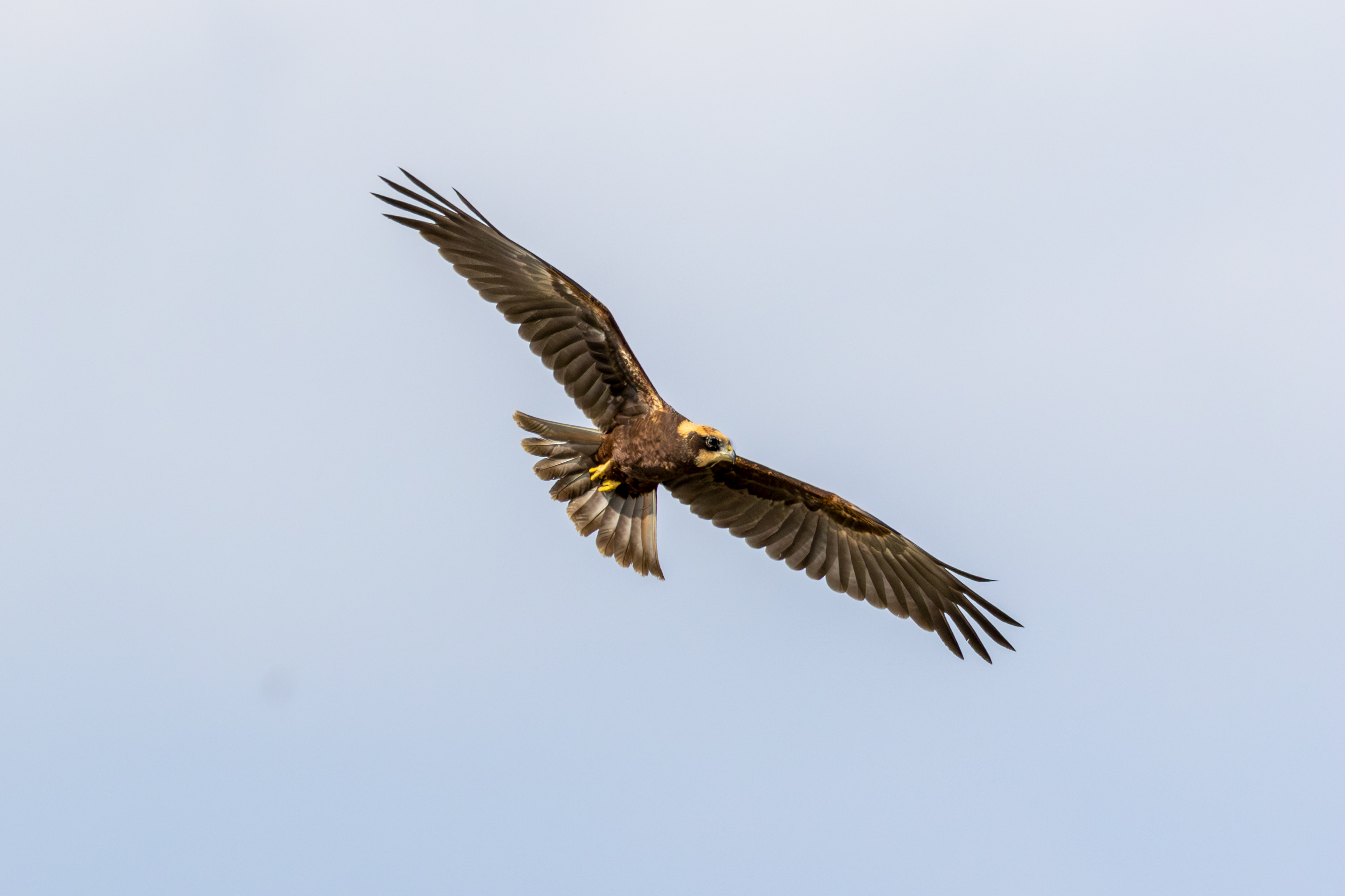 March Harrier, Lepelaarplassen - Almere (2024)
